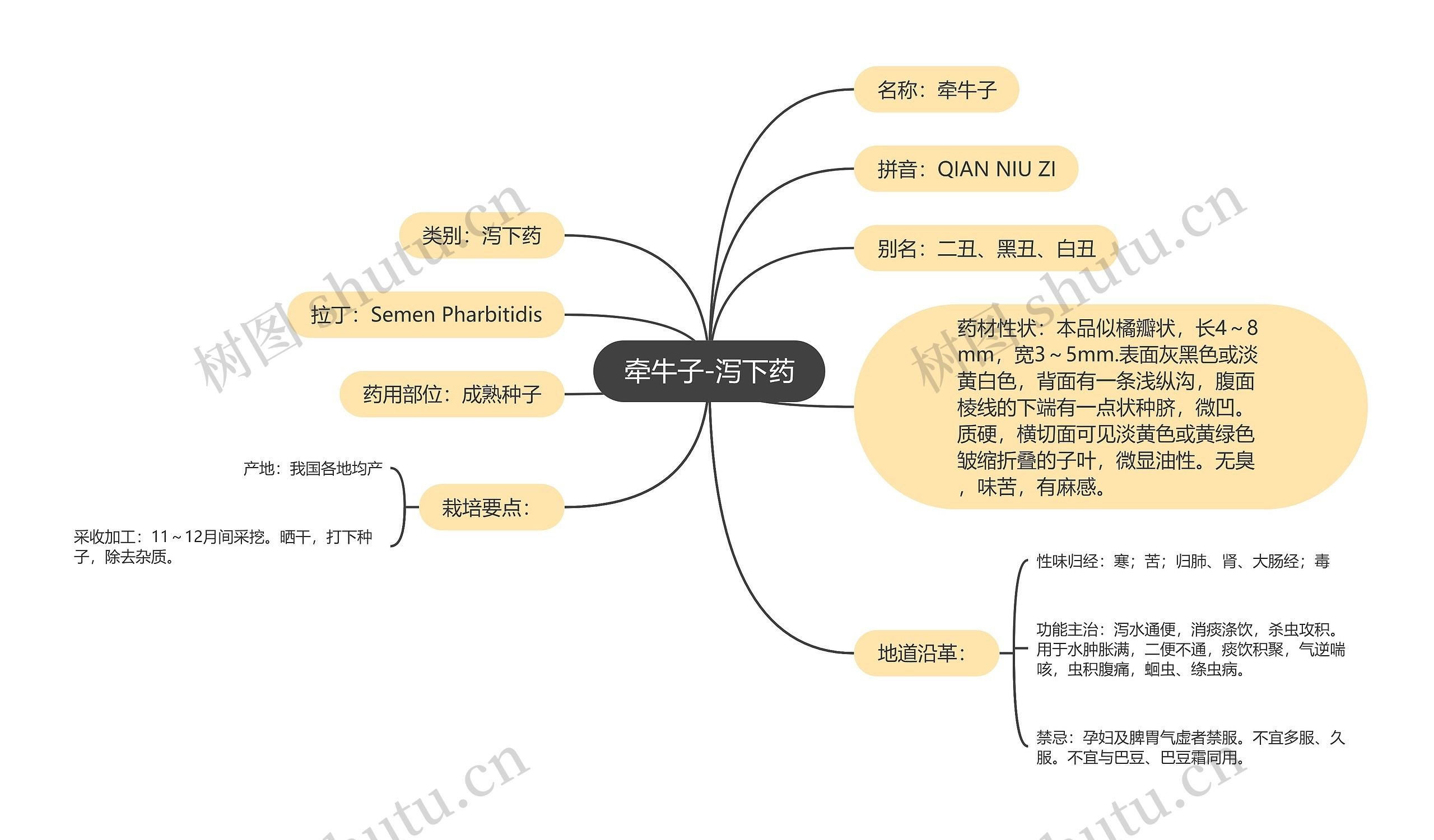 牵牛子-泻下药思维导图