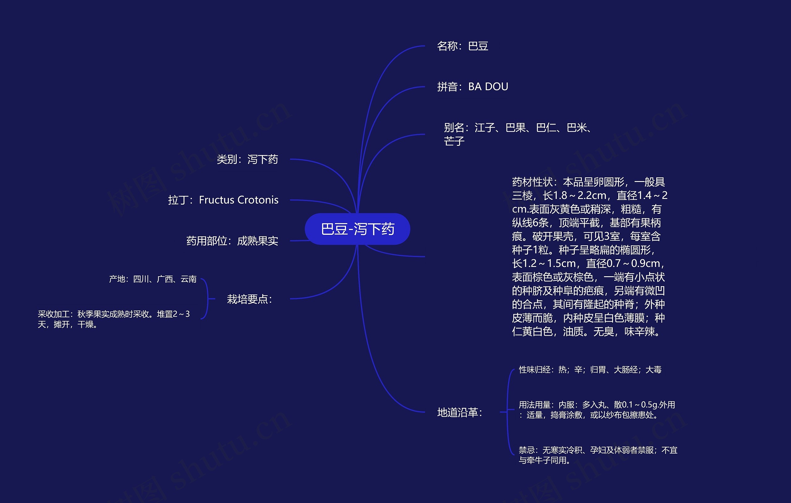 巴豆-泻下药 巴豆-泻下药
