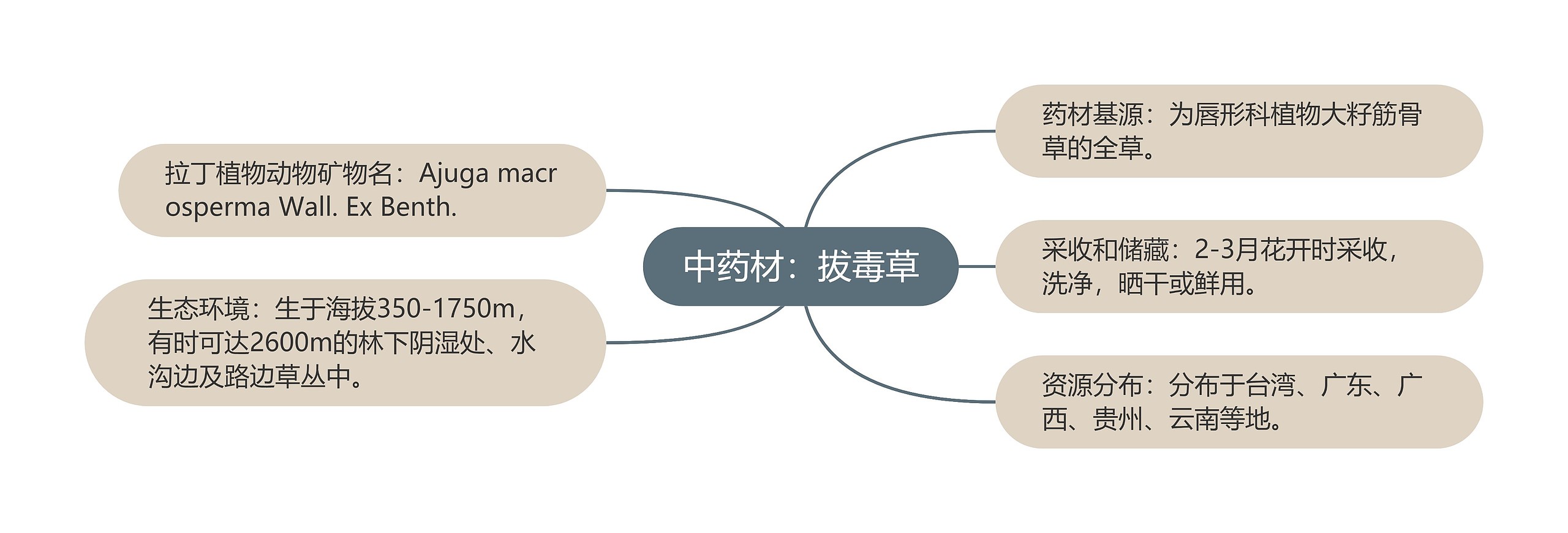 中药材：拔毒草