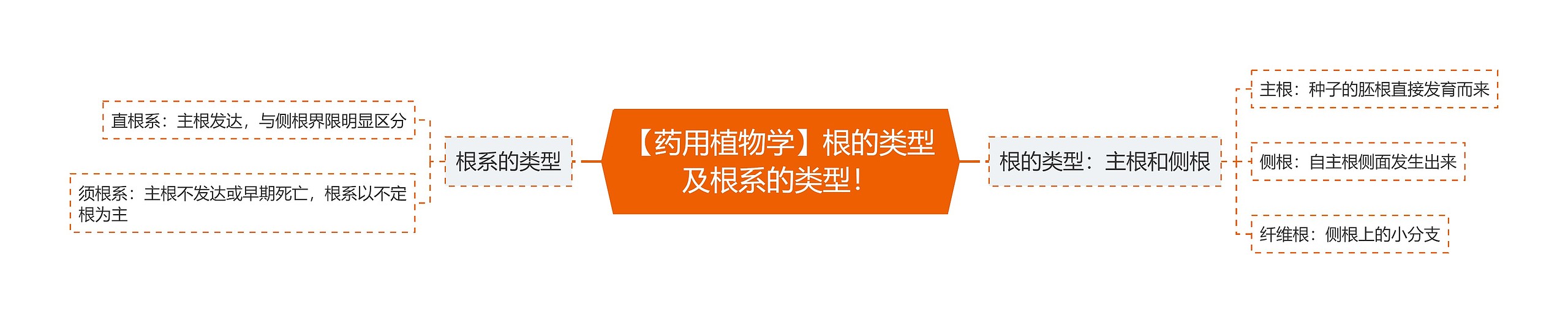 【药用植物学】根的类型及根系的类型！
