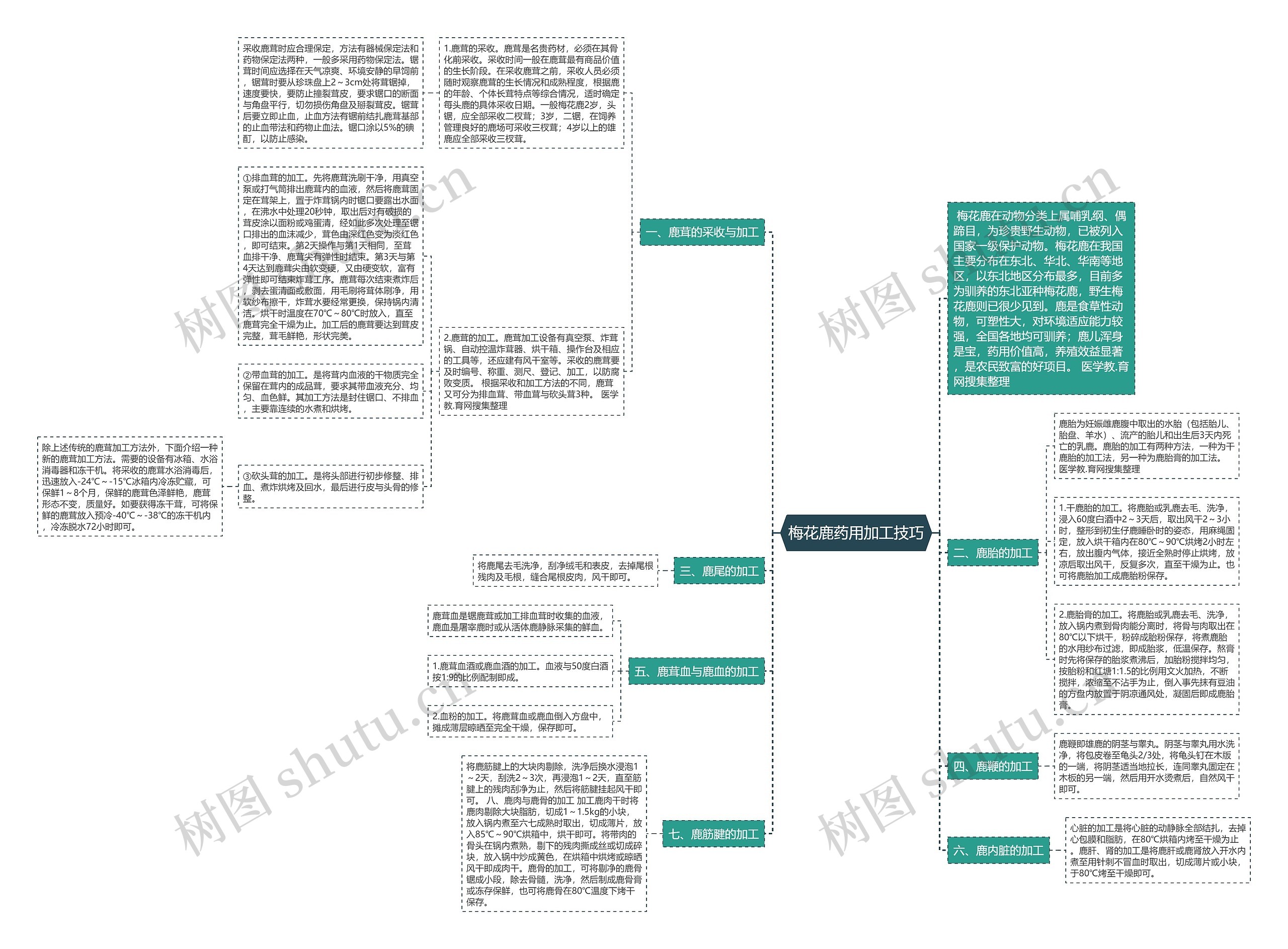 梅花鹿药用加工技巧思维导图