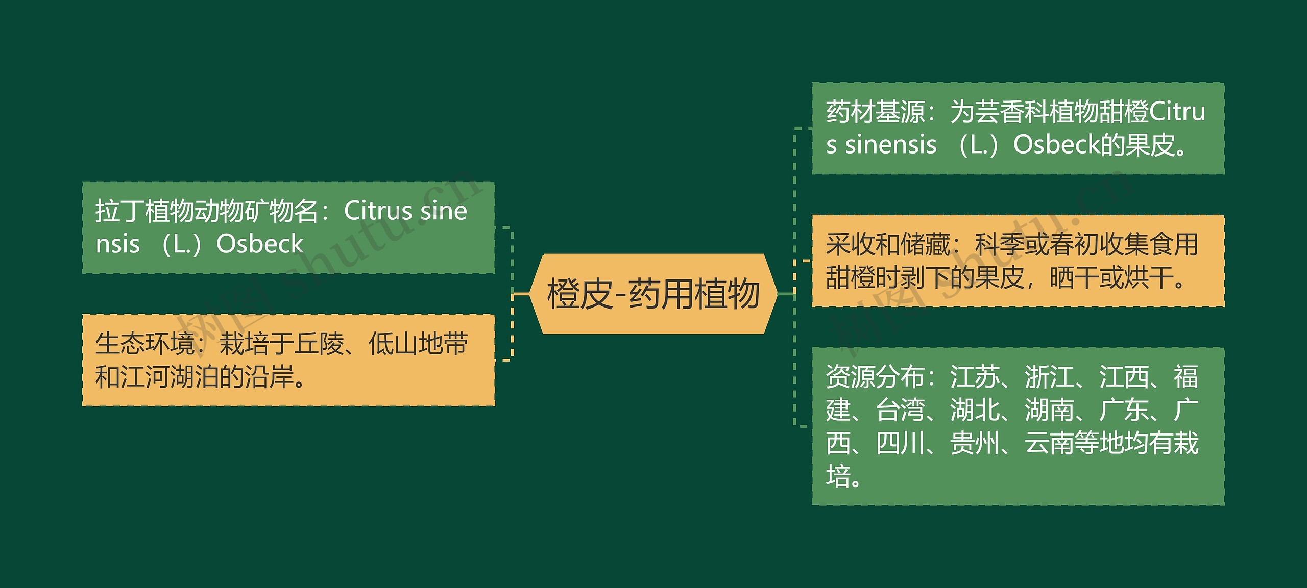橙皮-药用植物 橙皮-药用植物