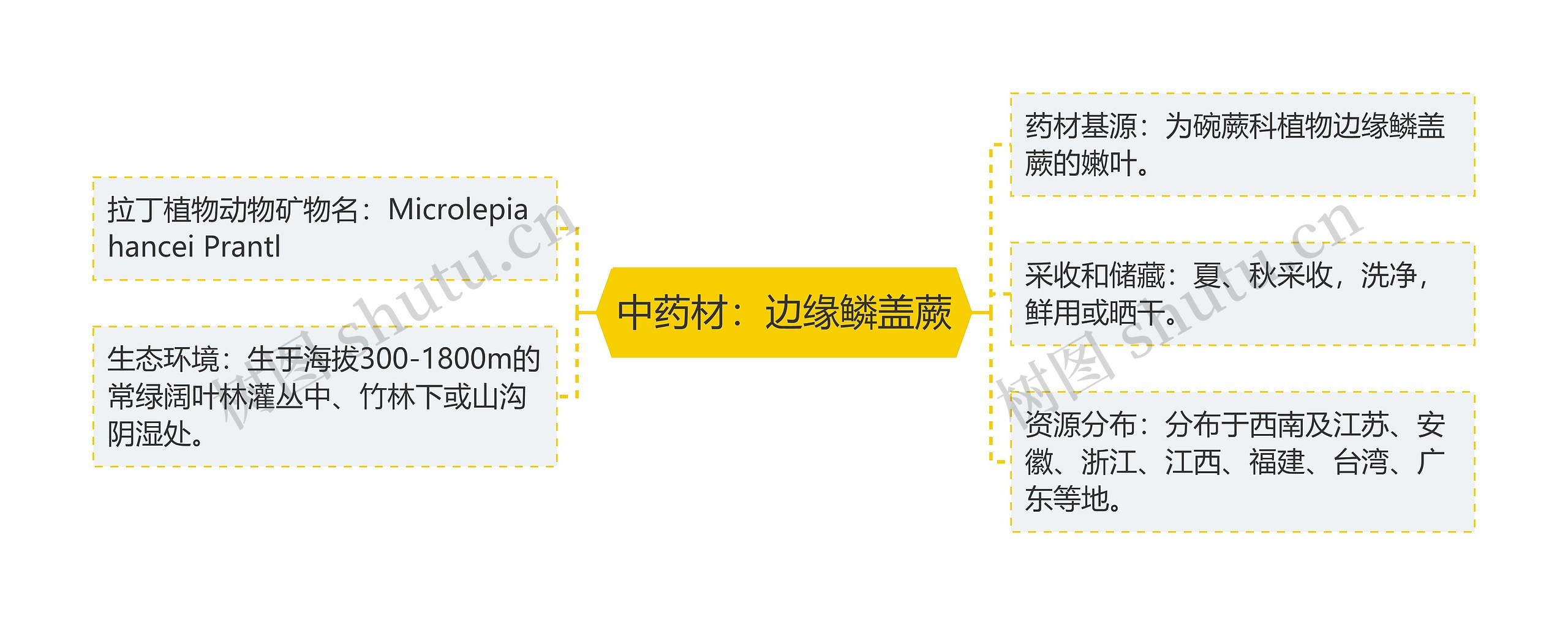 中药材：边缘鳞盖蕨思维导图