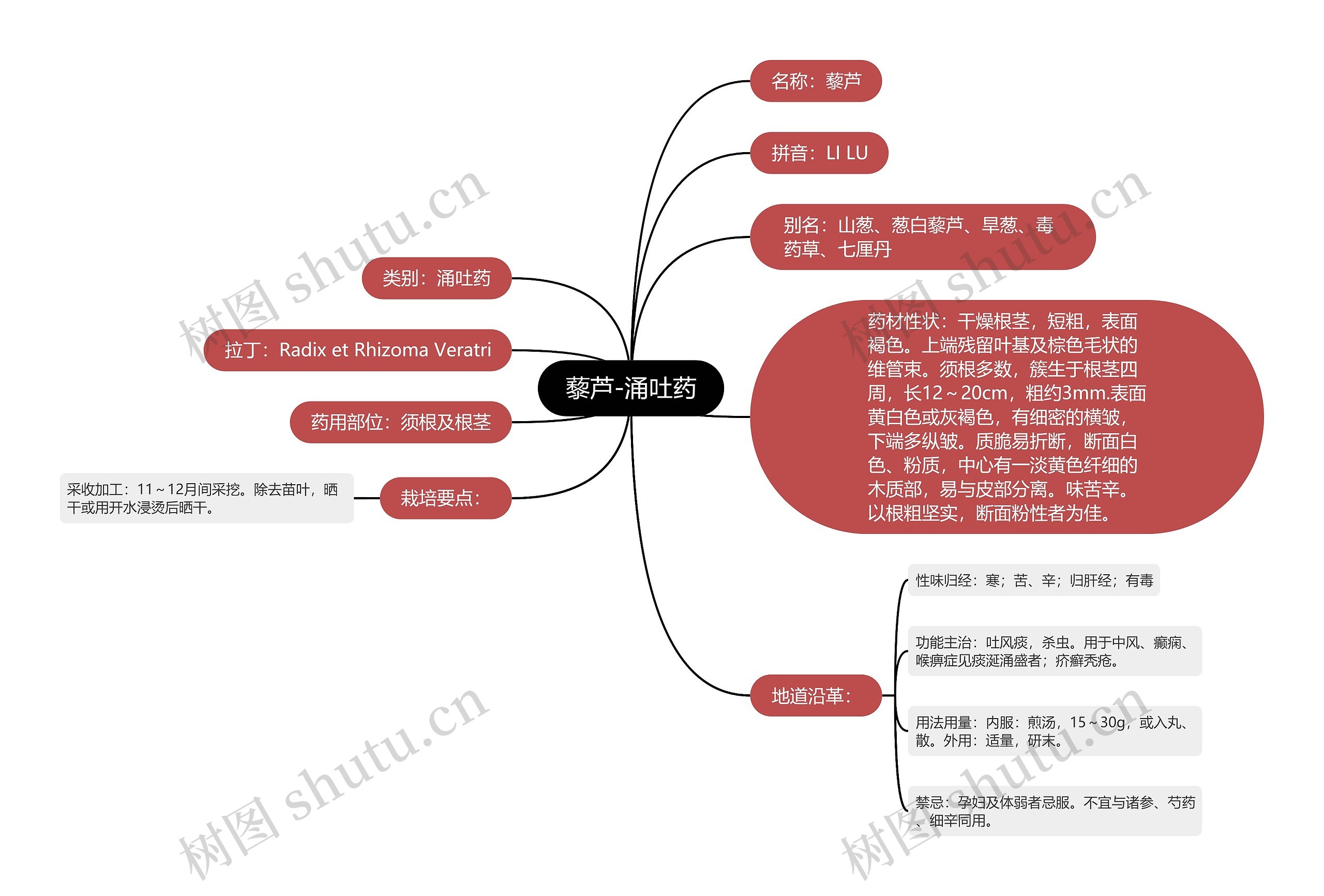藜芦-涌吐药 藜芦-涌吐药