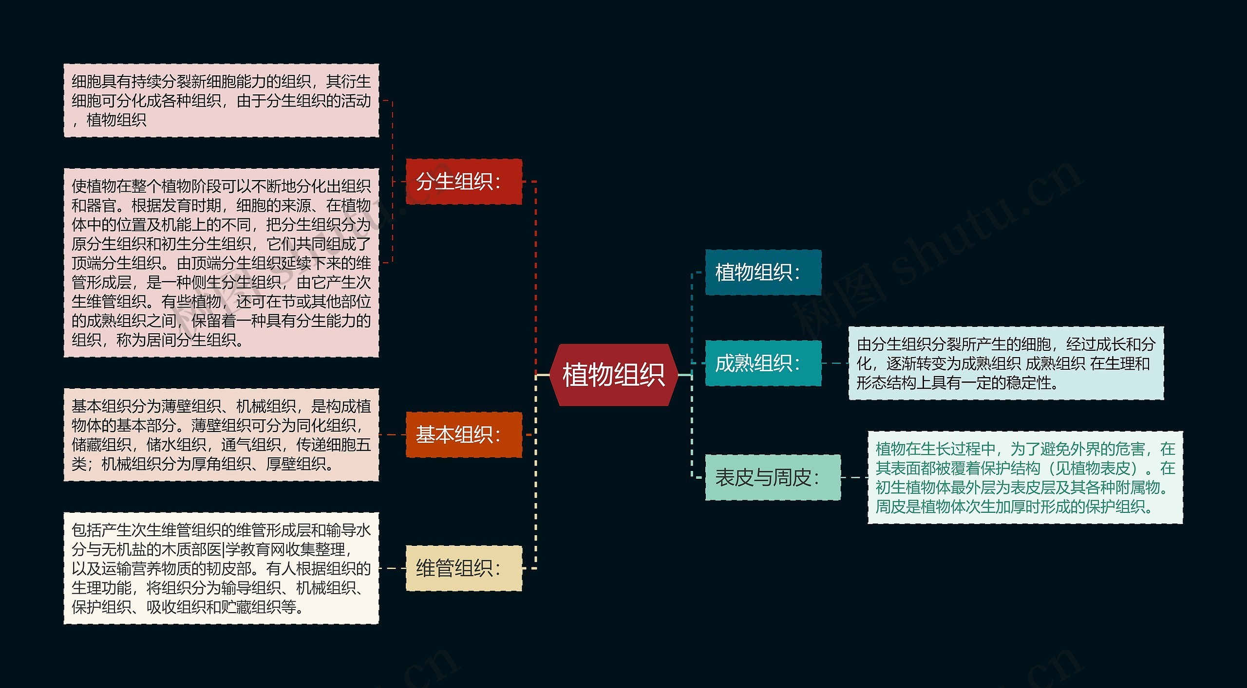 植物组织思维导图