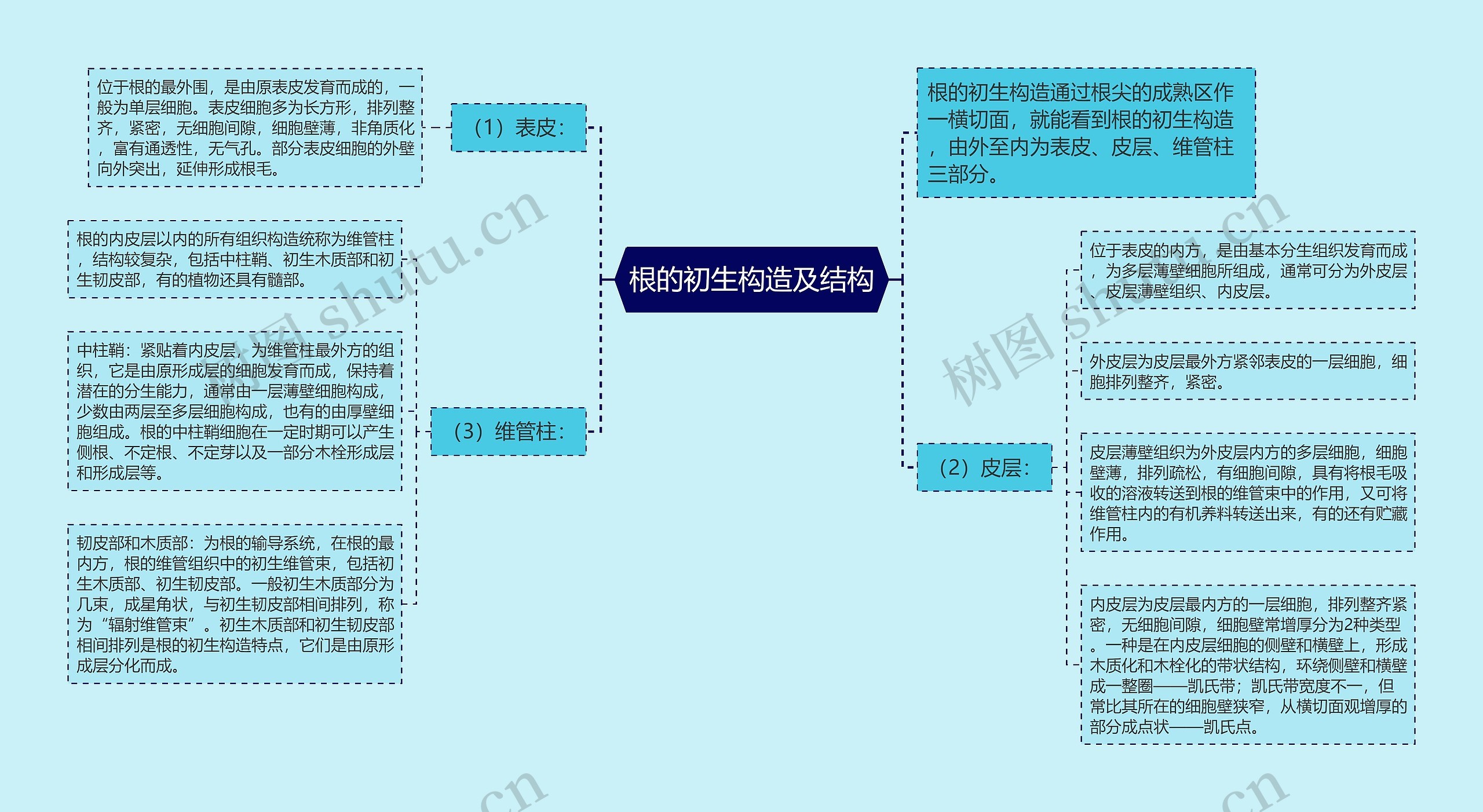 根的初生构造及结构