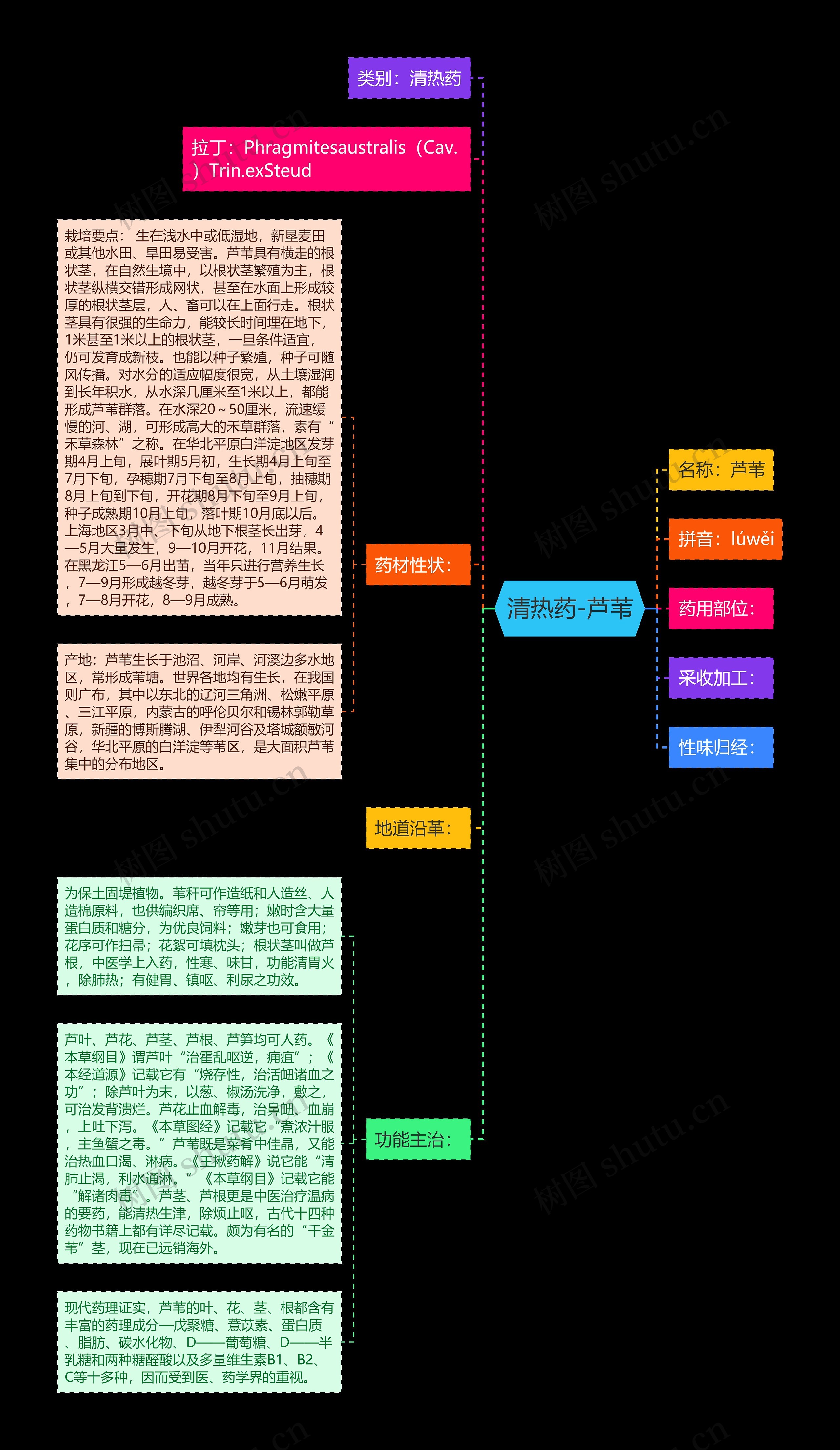 清热药-芦苇思维导图