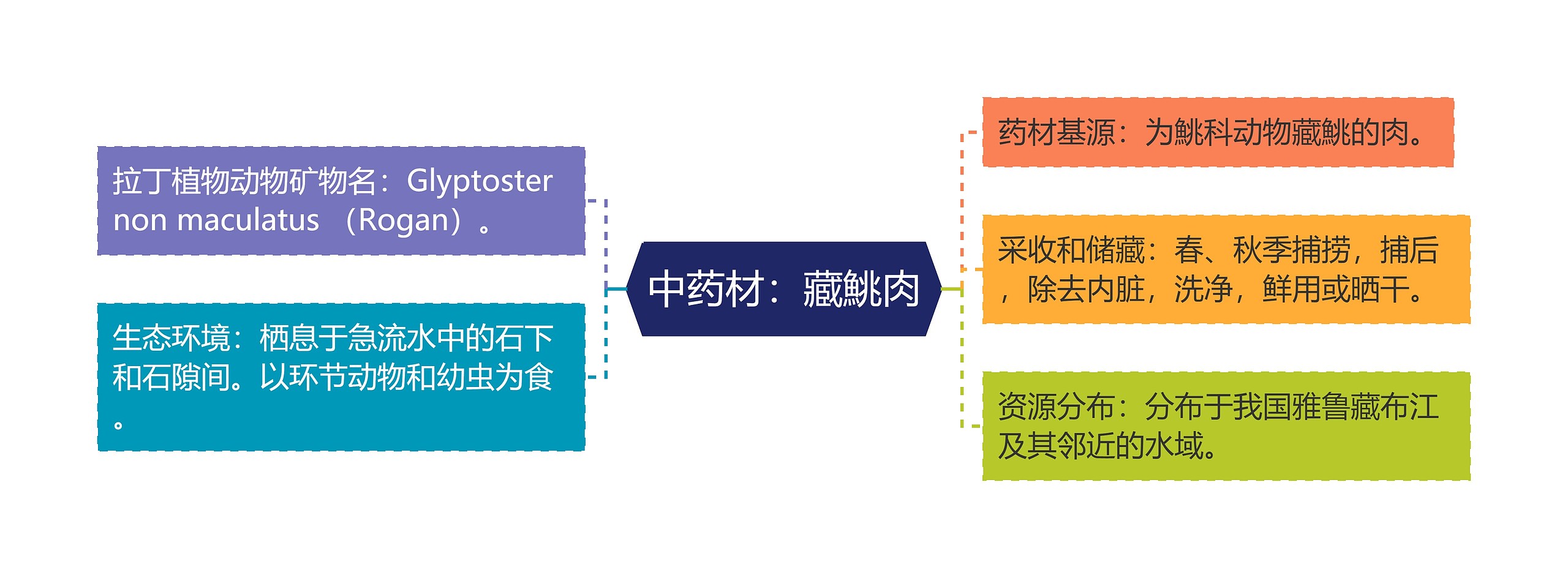 中药材：藏鮡肉思维导图