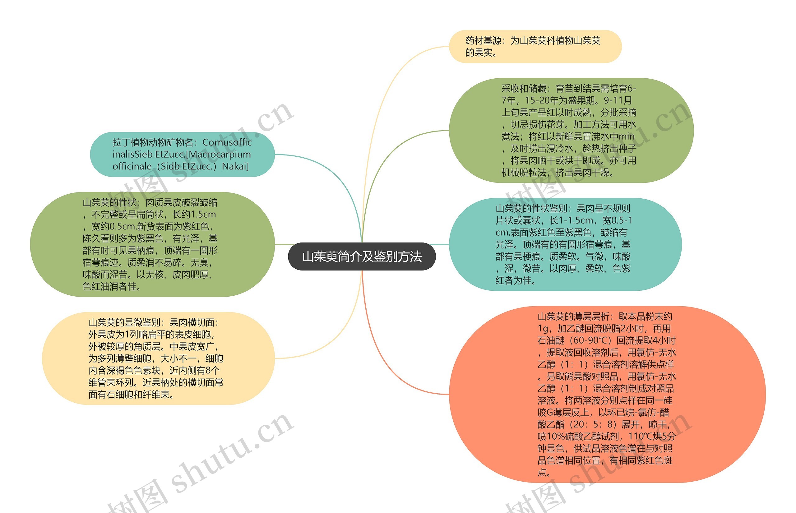 山茱萸简介及鉴别方法思维导图