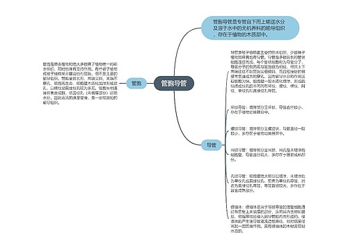 管胞导管