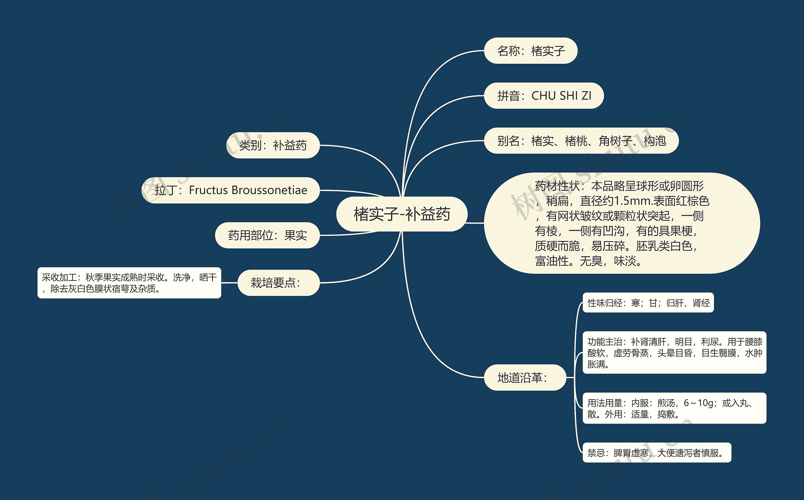 楮实子-补益药思维导图