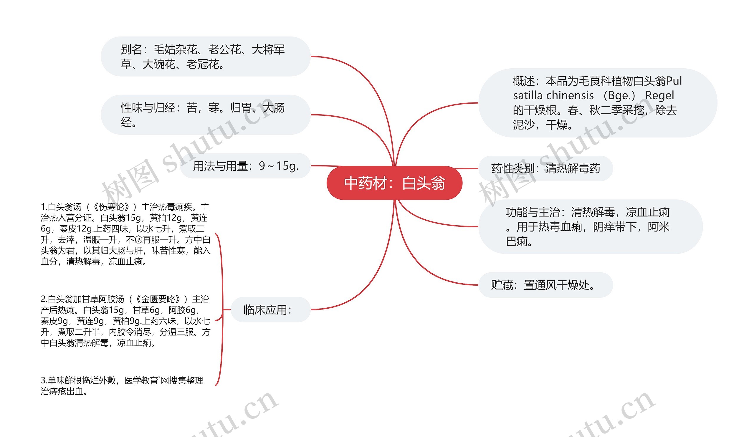 中药材：白头翁思维导图