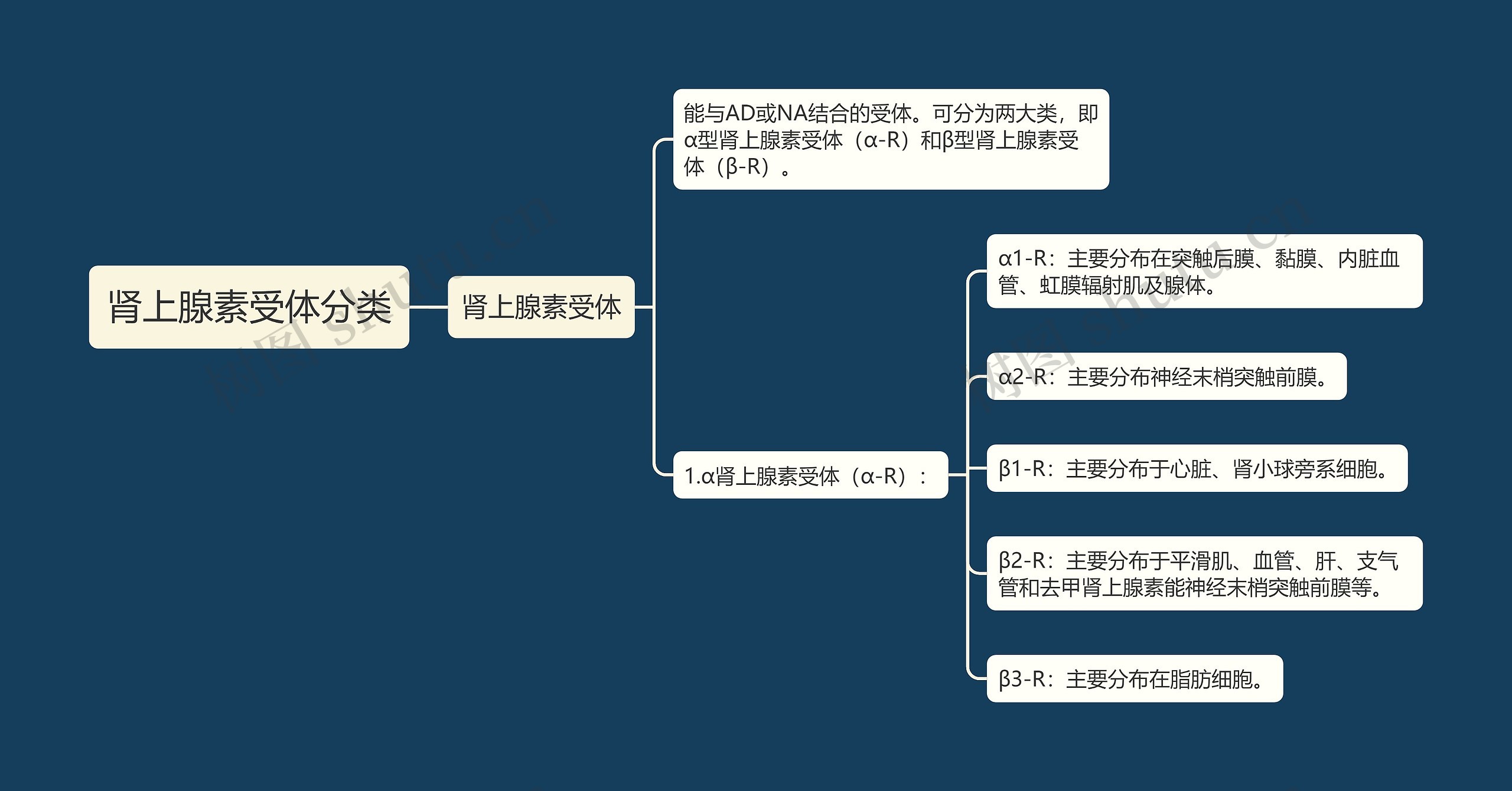 肾上腺素受体分类思维导图