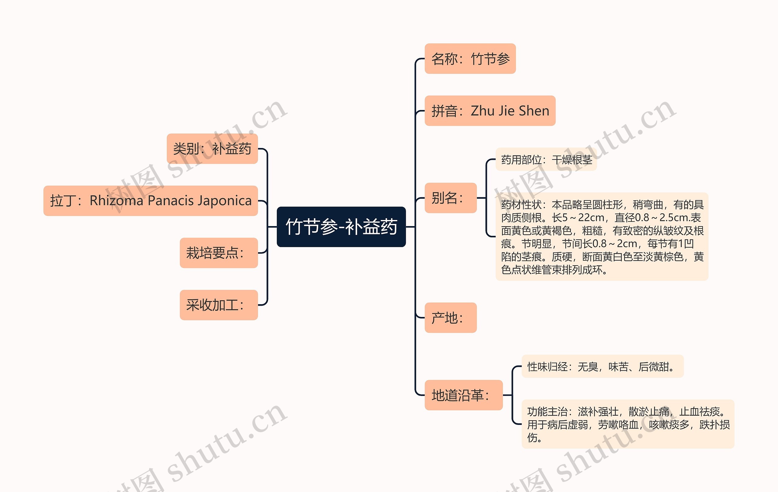 竹节参-补益药思维导图