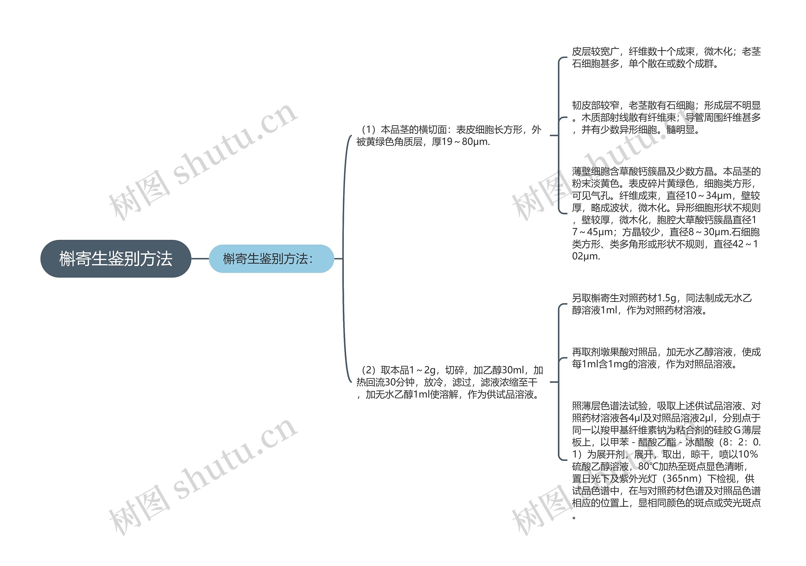 槲寄生鉴别方法思维导图