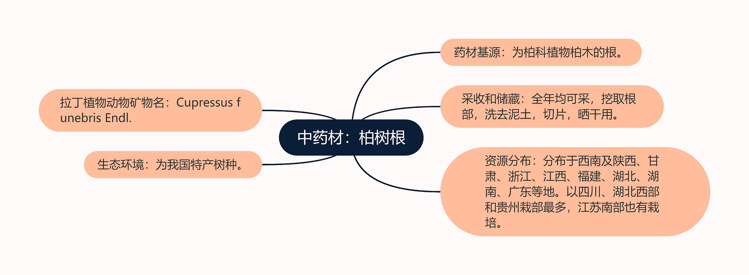 中药材：柏树根