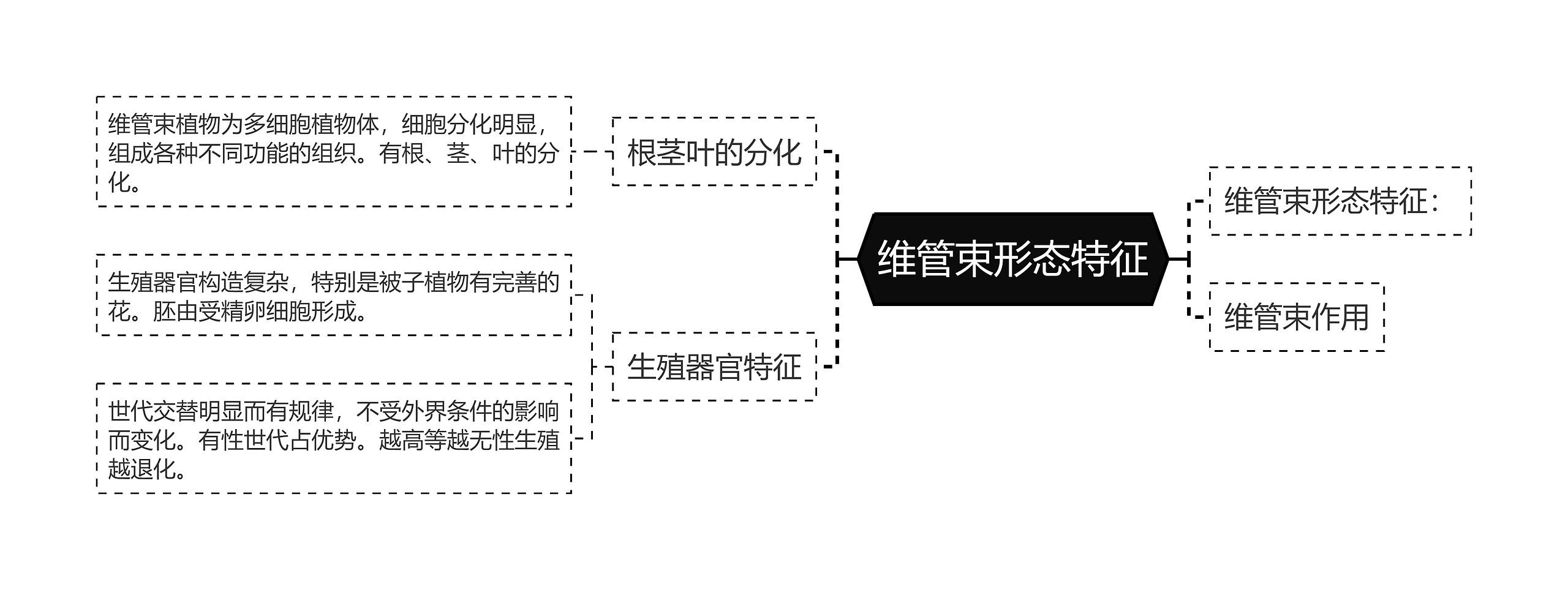 维管束形态特征思维导图