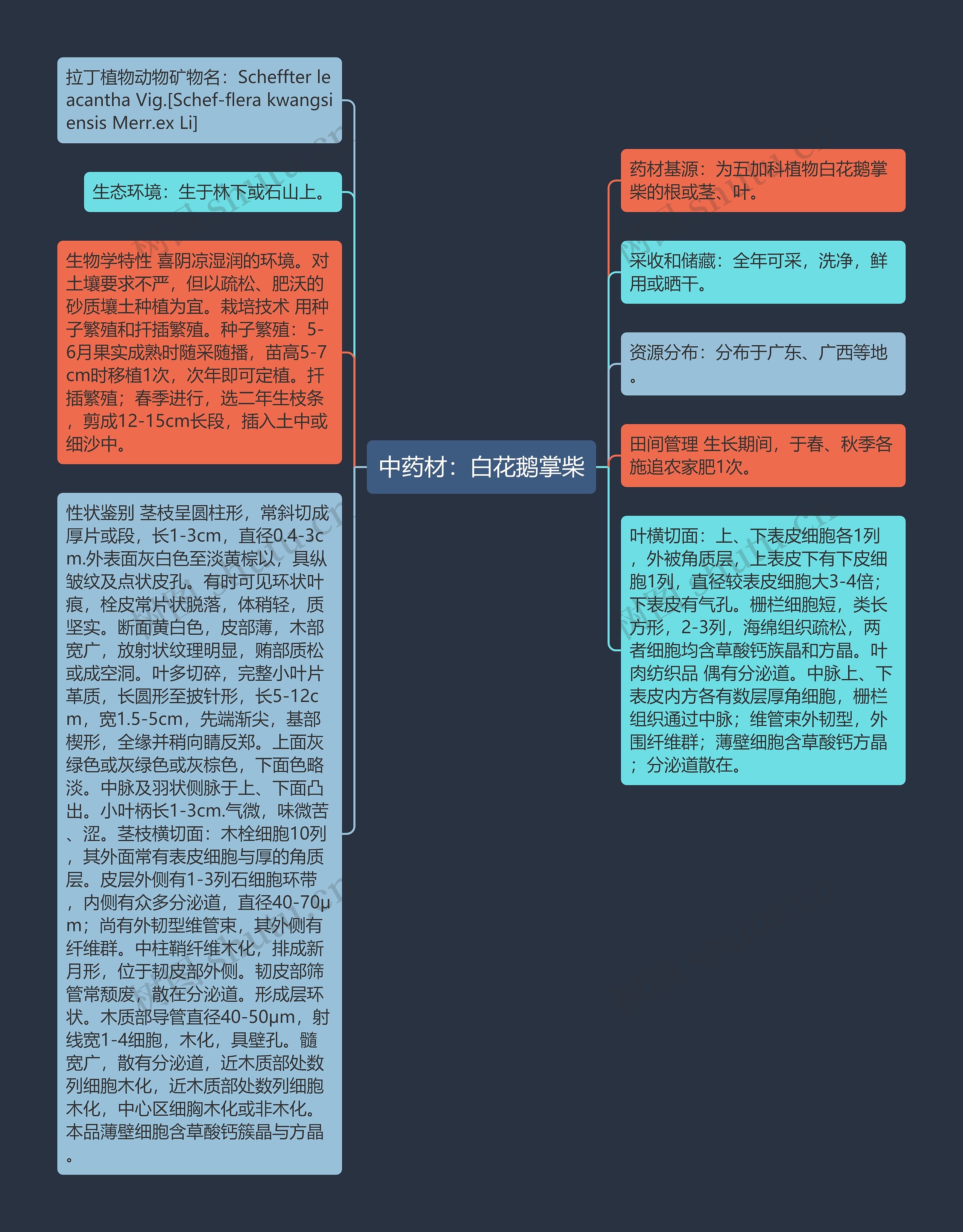 中药材：白花鹅掌柴思维导图