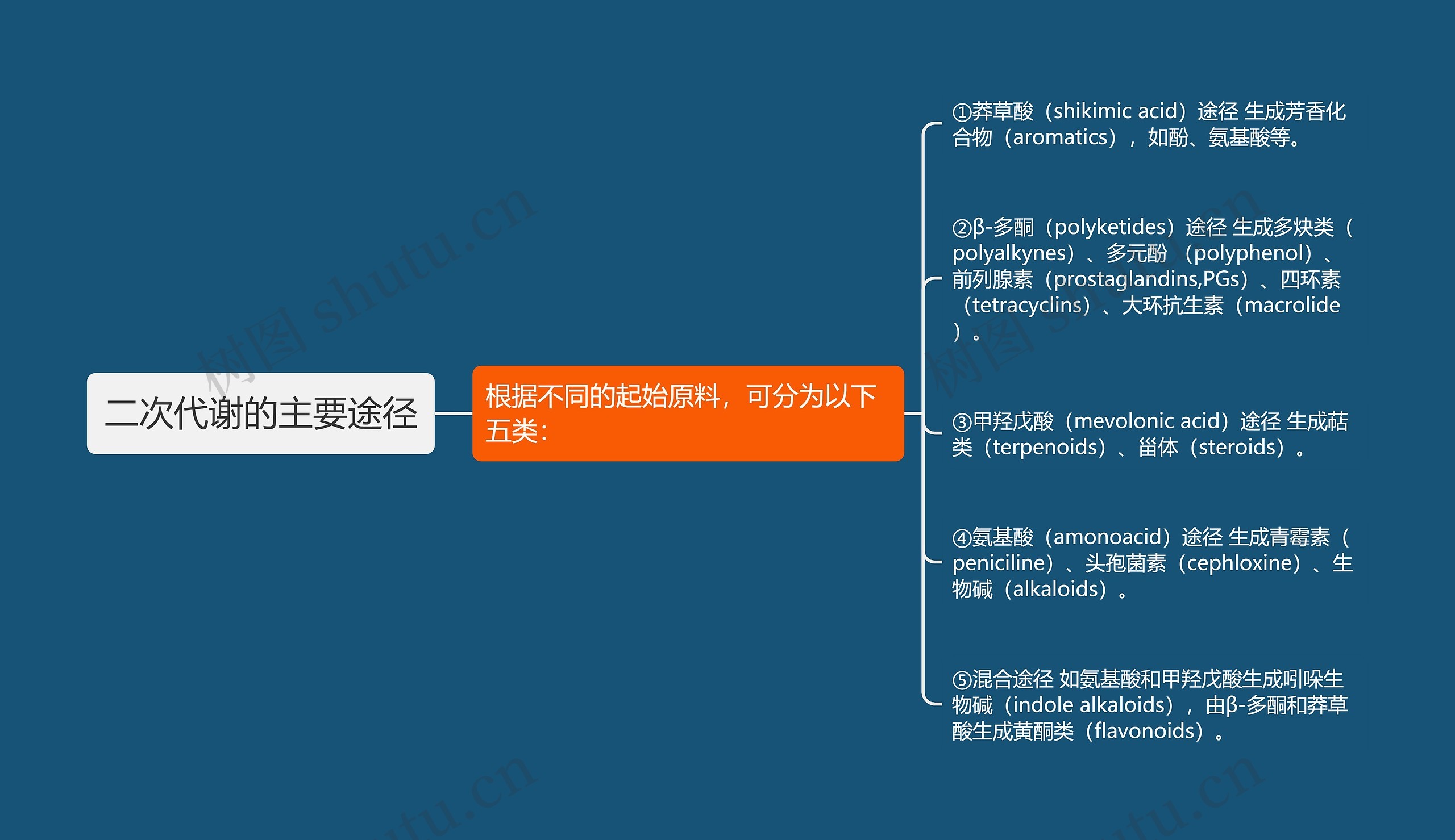 二次代谢的主要途径