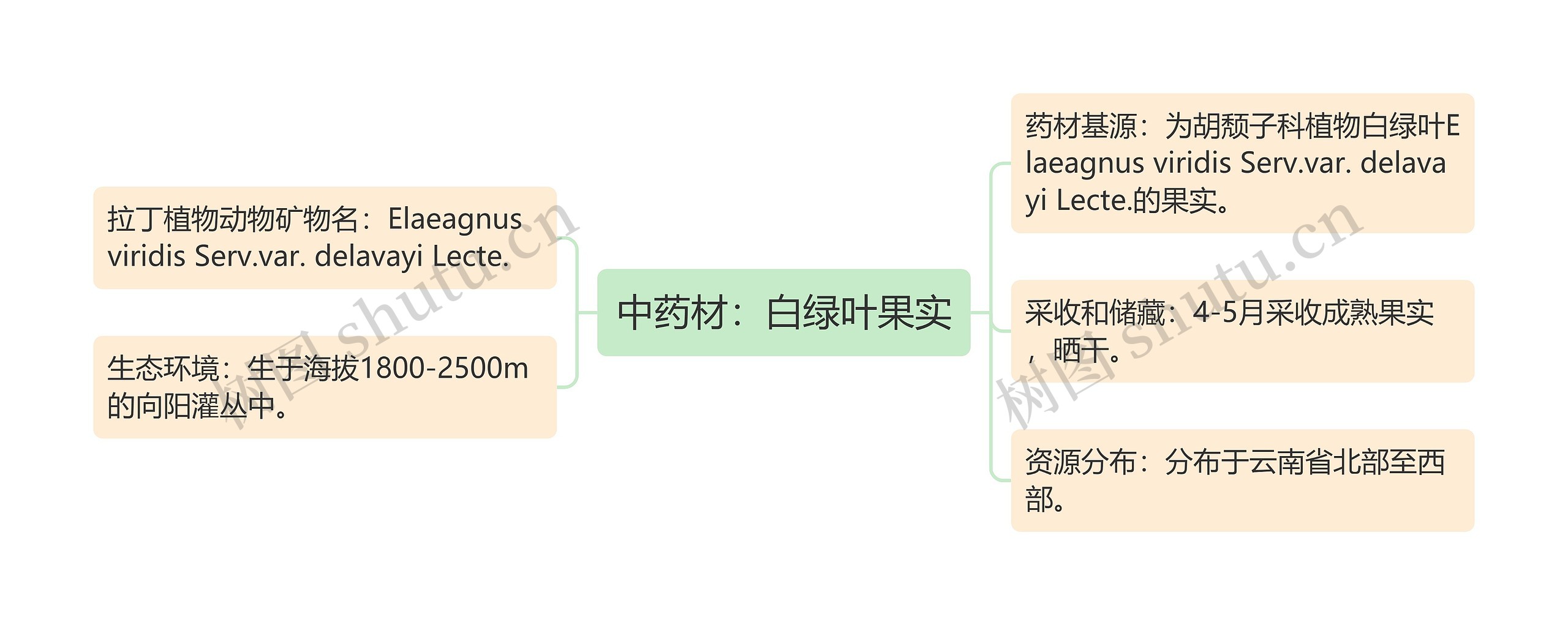 中药材：白绿叶果实思维导图