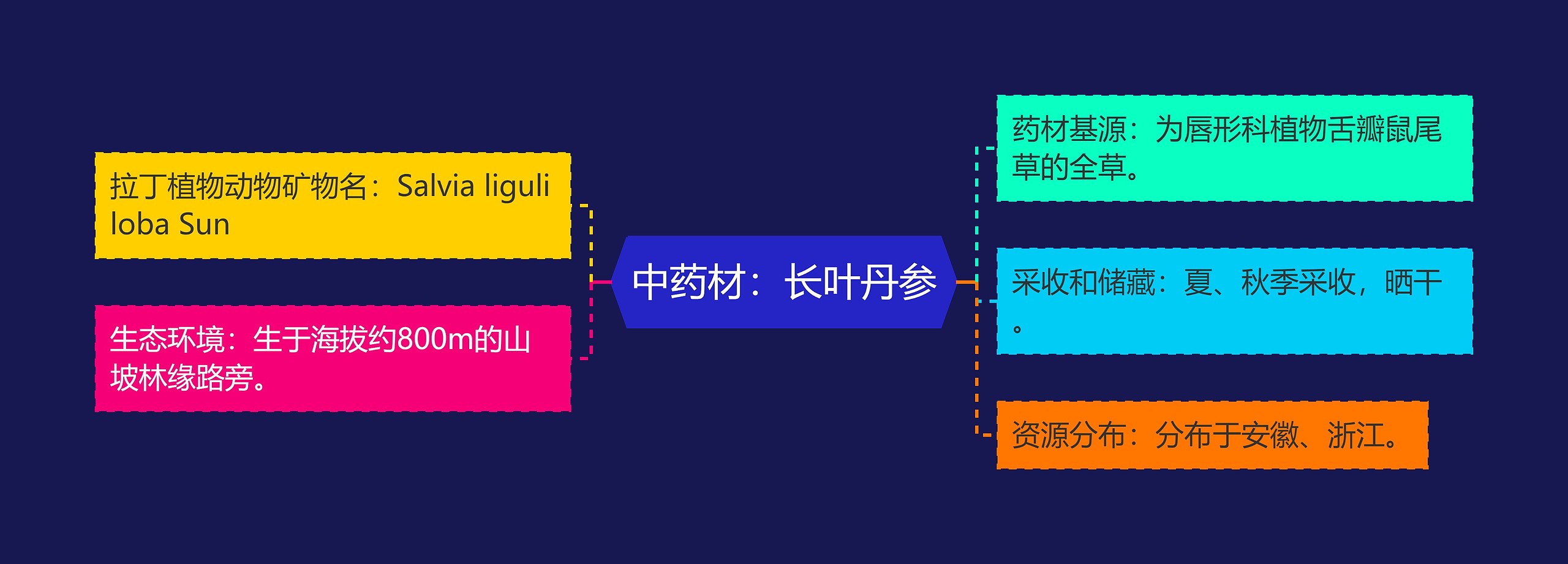 中药材:长叶丹参 中药材:长叶丹参