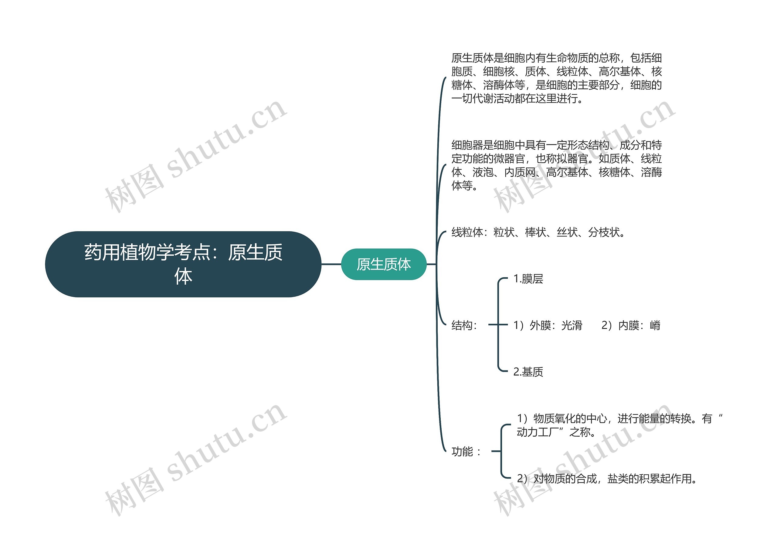 药用植物学考点：原生质体