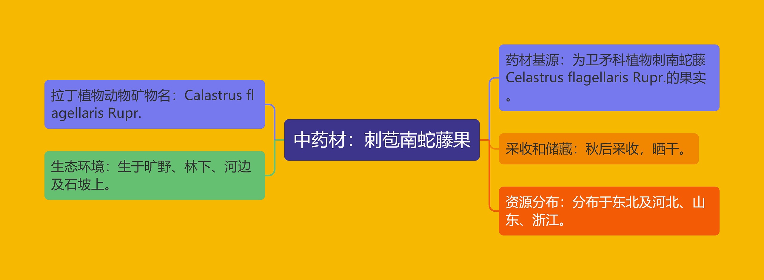 中药材:刺苞南蛇藤果 中药材:刺苞南蛇藤果