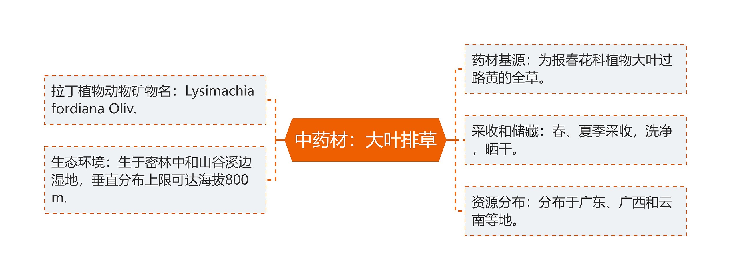 中药材：大叶排草思维导图