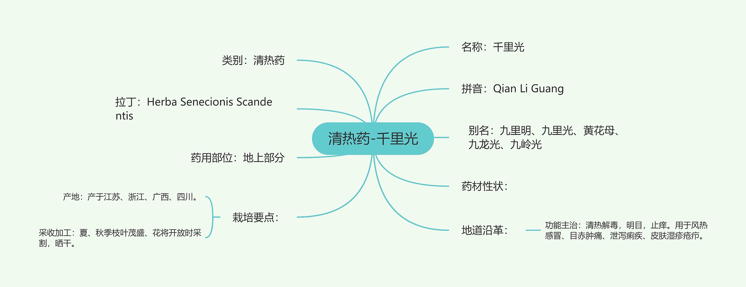 清热药-千里光 清热药-千里光