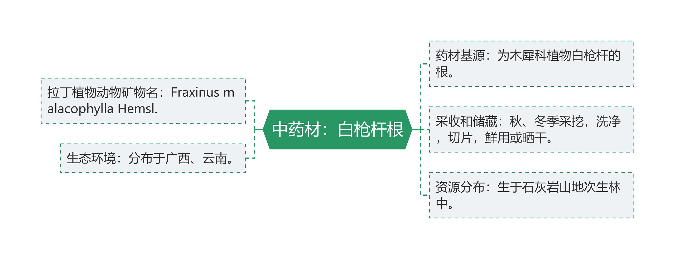 中药材：白枪杆根