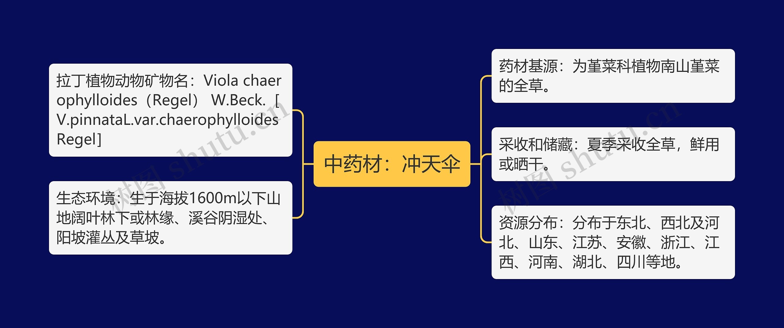 中药材：冲天伞思维导图