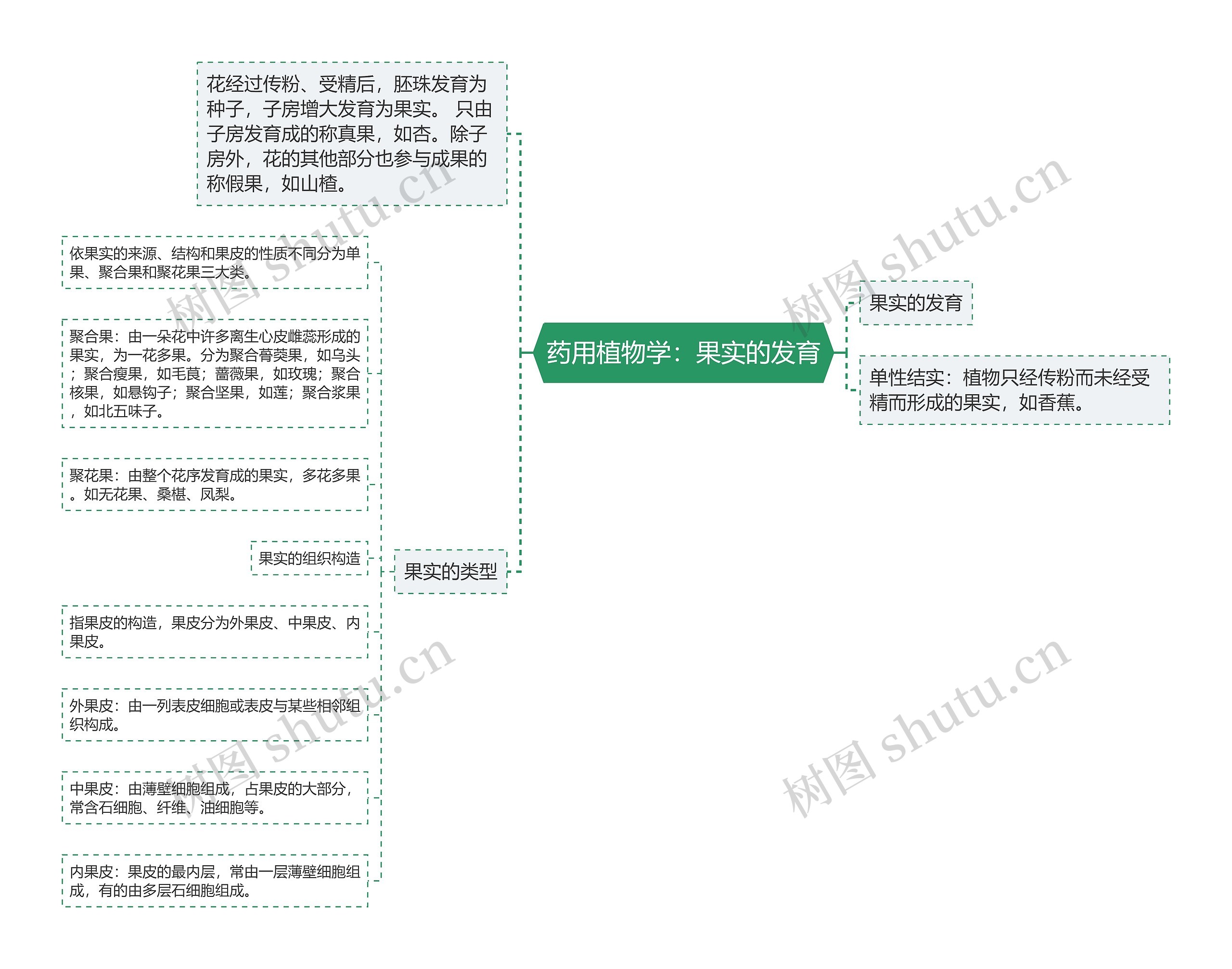 药用植物学：果实的发育