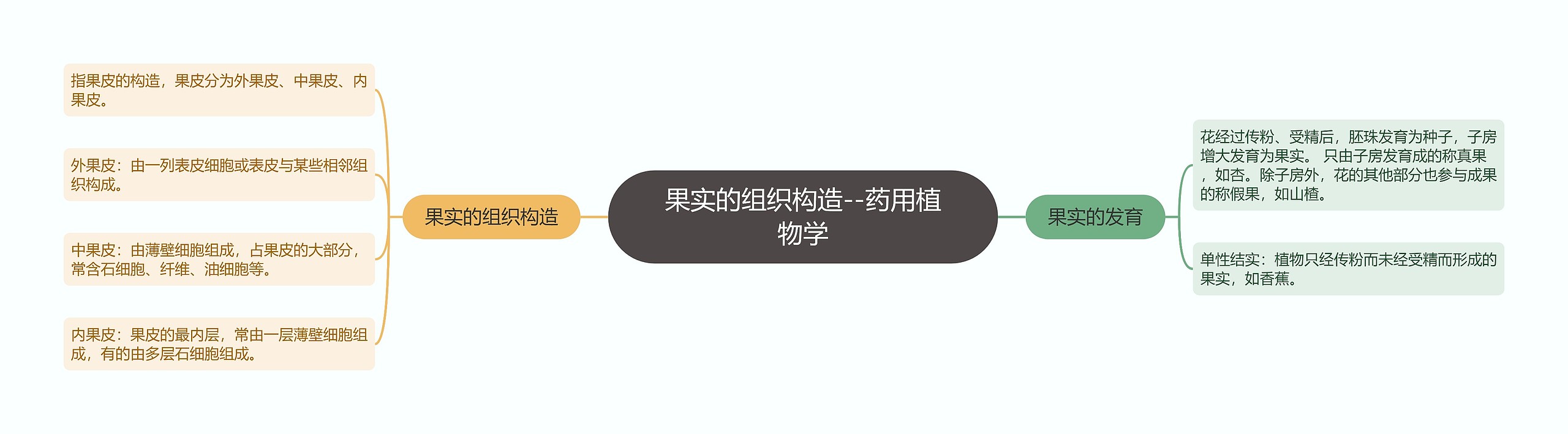 果实的组织构造--药用植物学 果实的组织构造--药用植物学