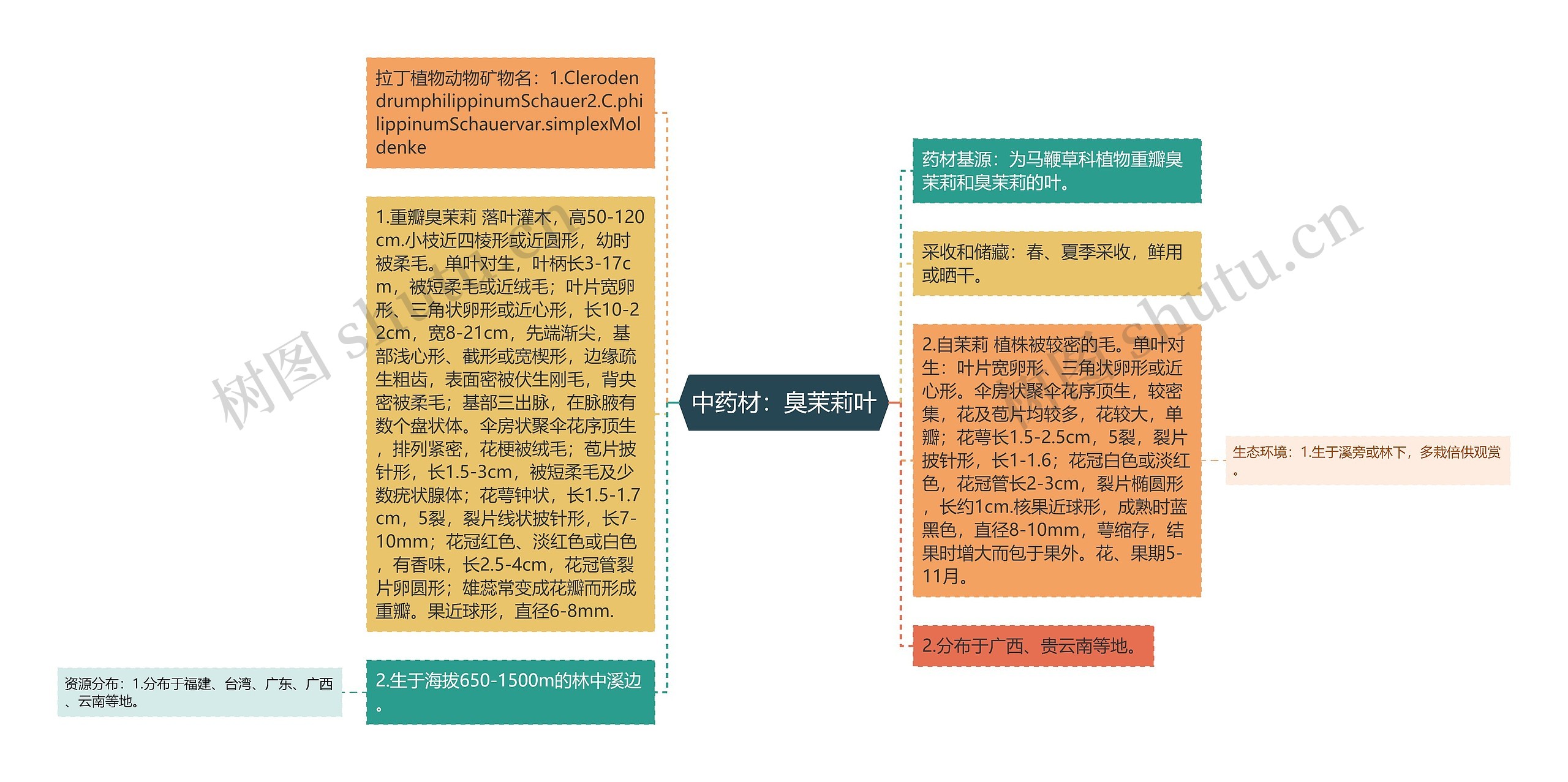 中药材：臭茉莉叶思维导图