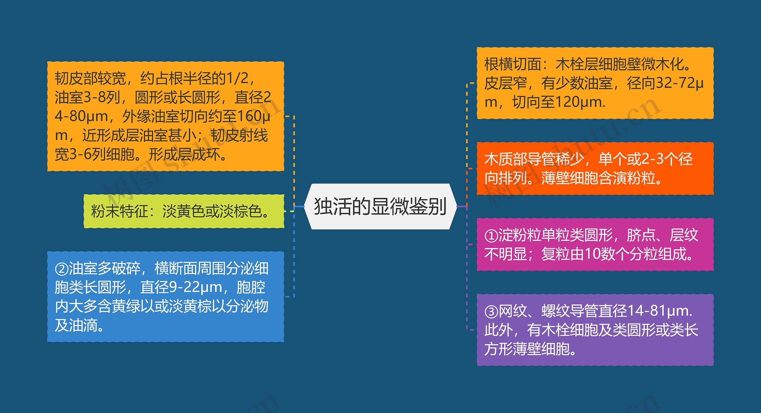 独活的显微鉴别思维导图