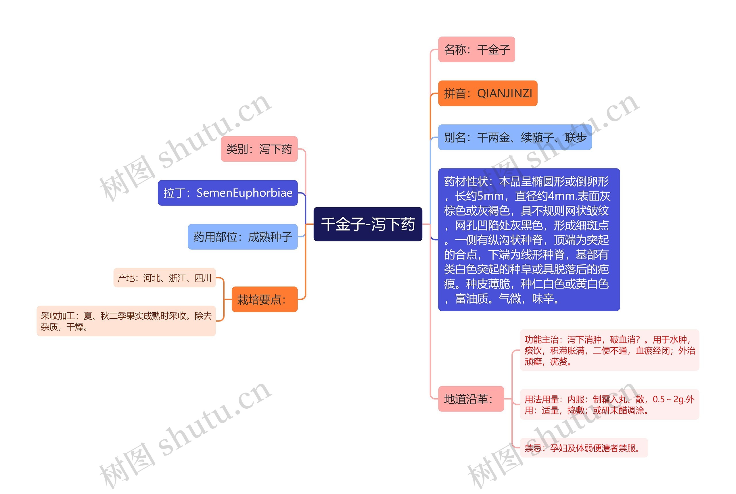 千金子-泻下药思维导图
