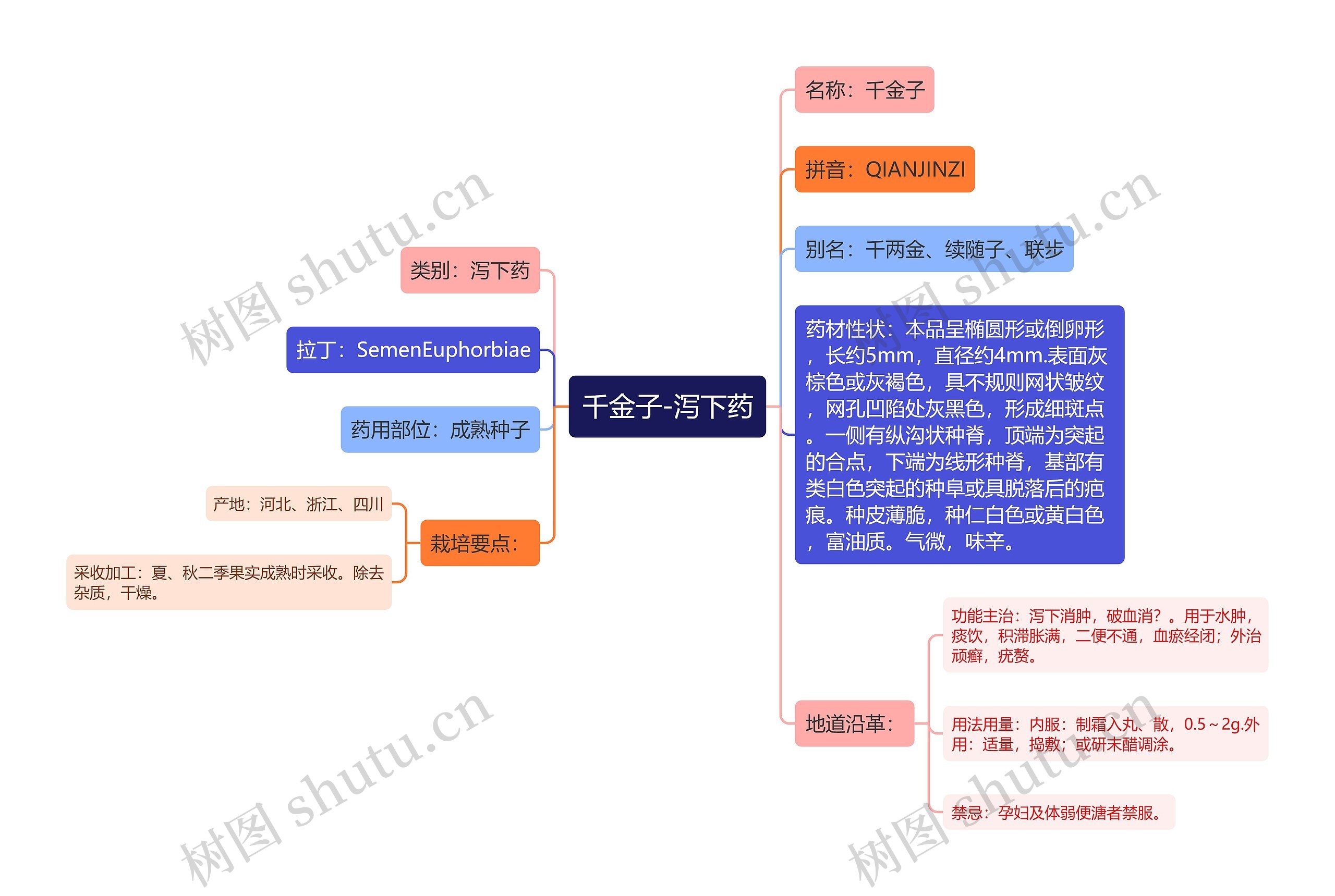 千金子-泻下药 千金子-泻下药