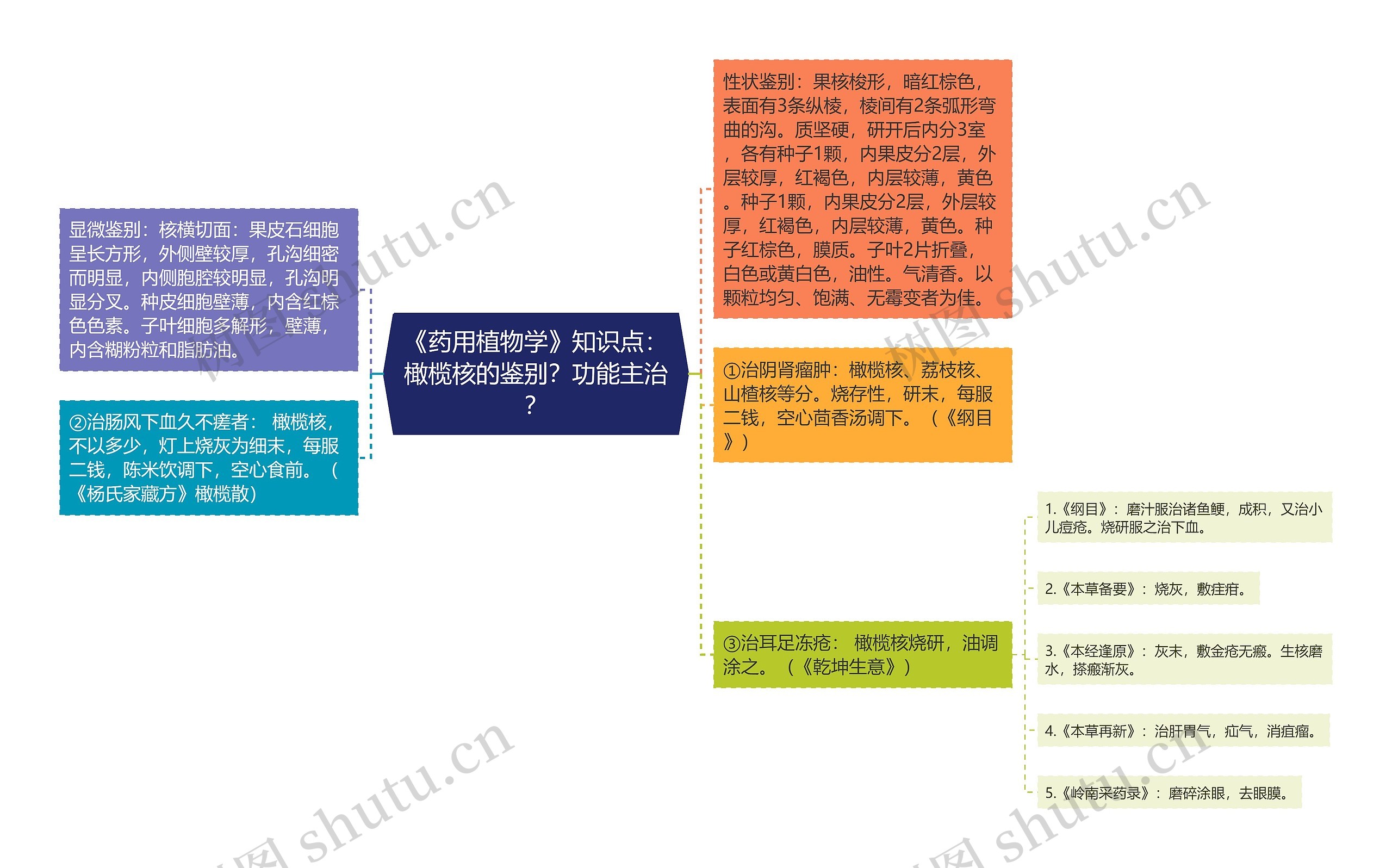 《药用植物学》知识点：橄榄核的鉴别？功能主治？思维导图