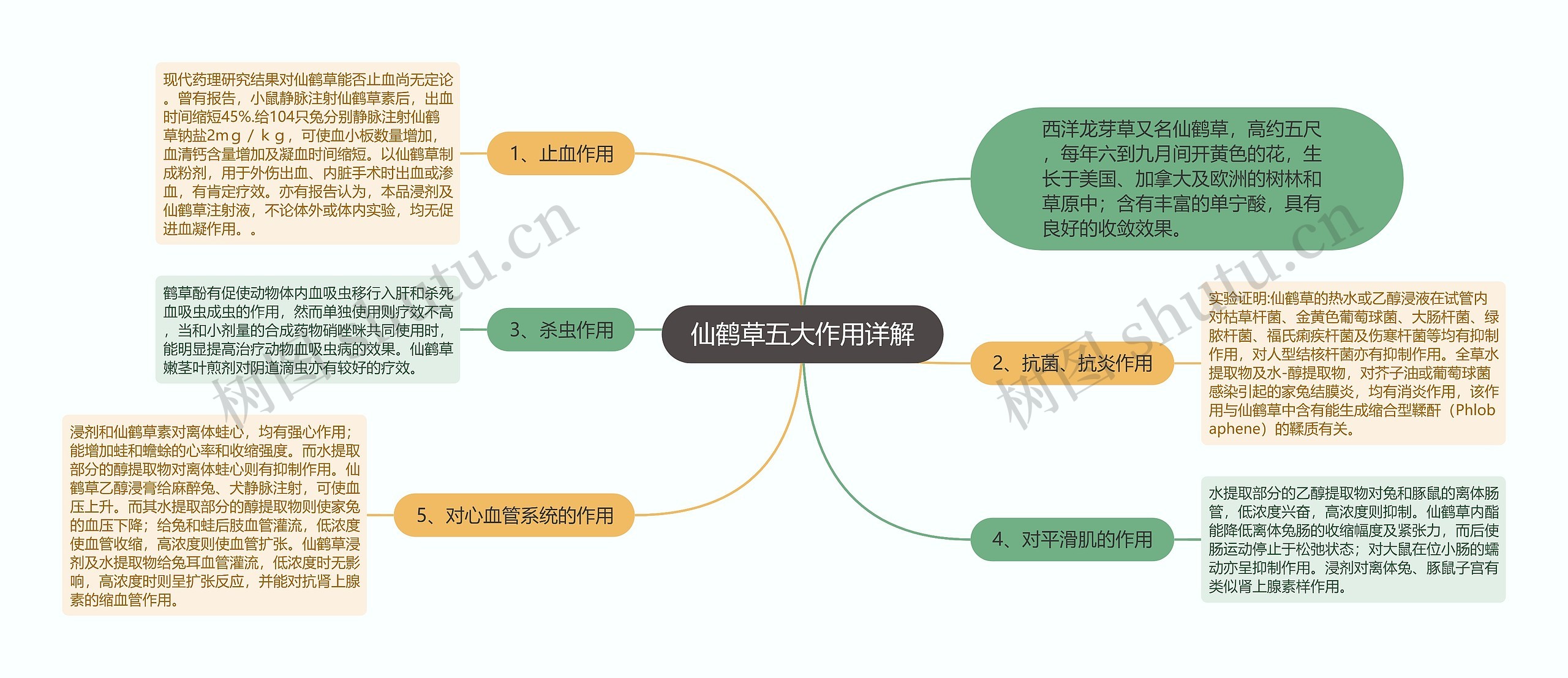 仙鹤草五大作用详解思维导图