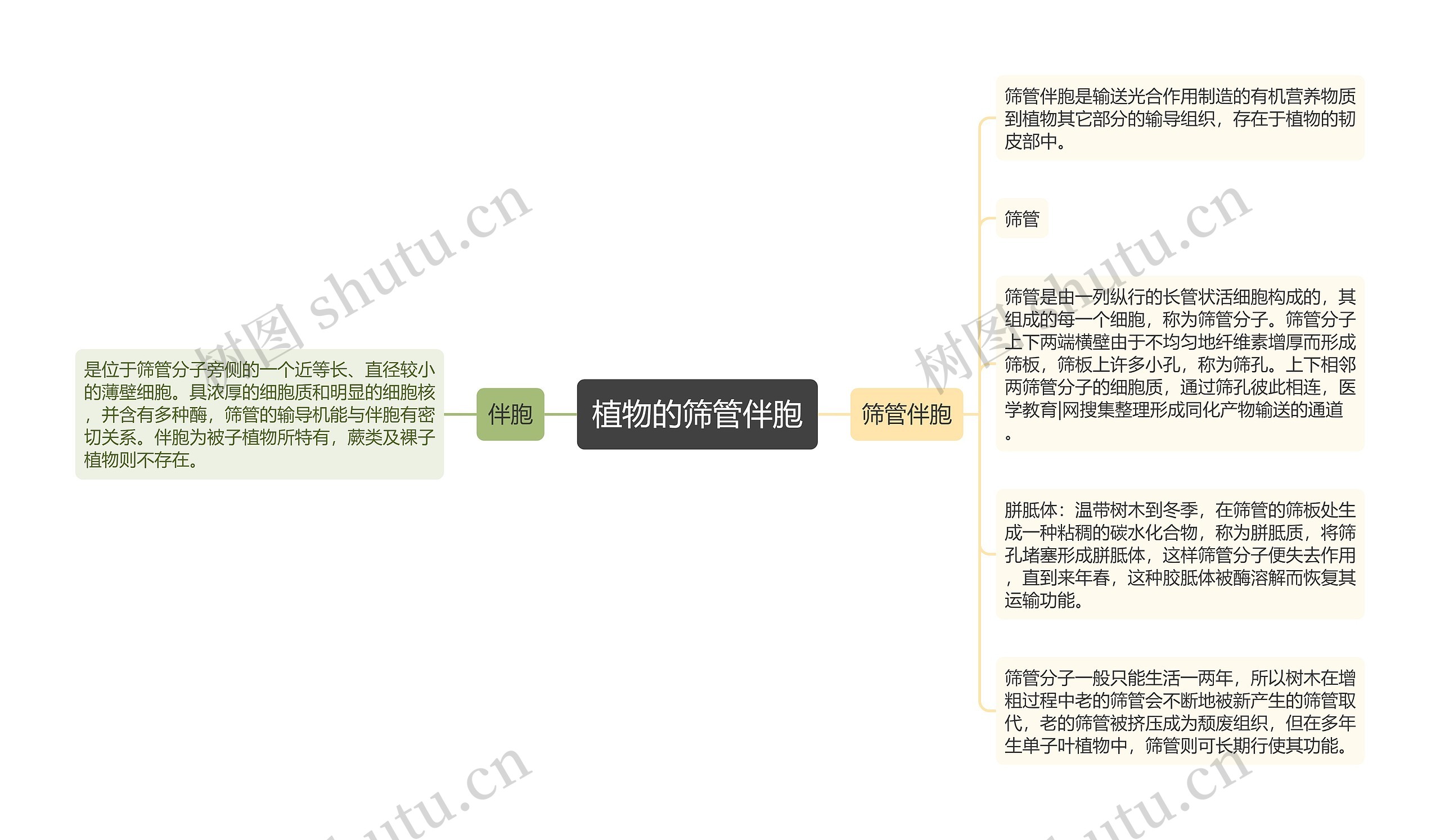 植物的筛管伴胞 植物的筛管伴胞