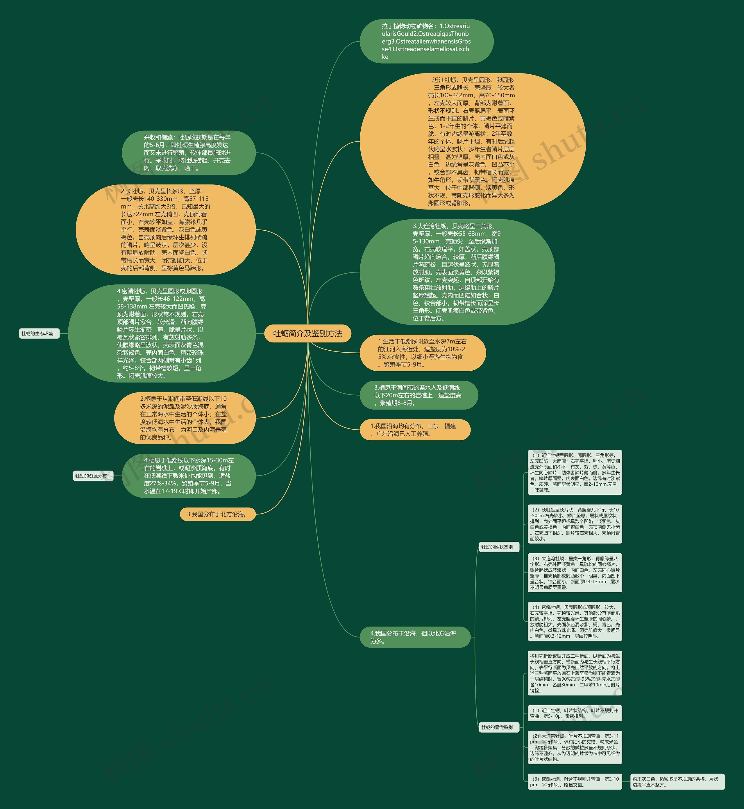 牡蛎简介及鉴别方法思维导图