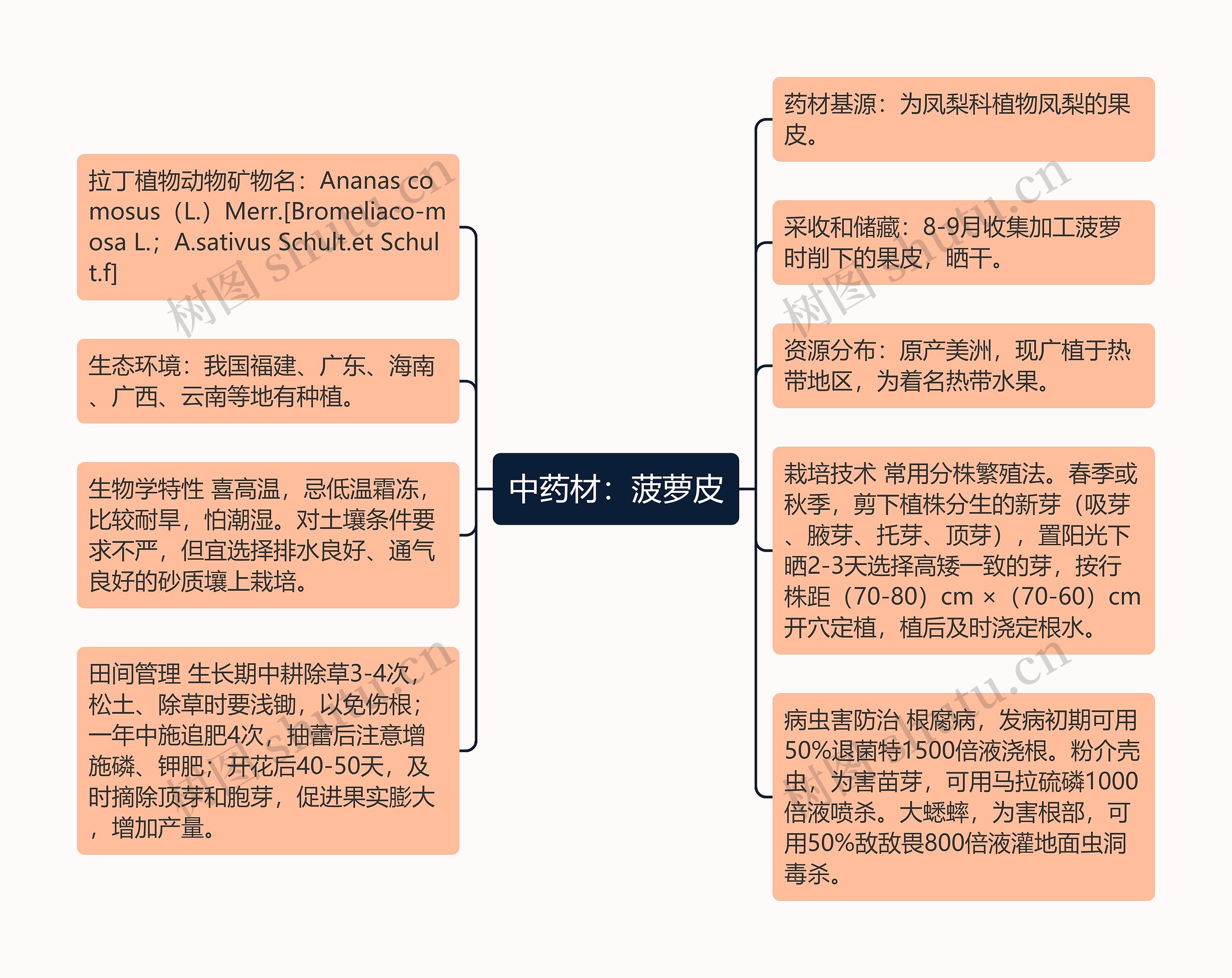 中药材：菠萝皮思维导图