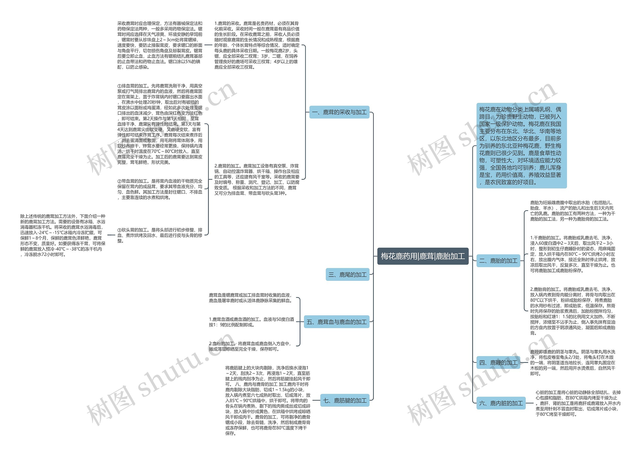 梅花鹿药用|鹿茸|鹿胎加工思维导图