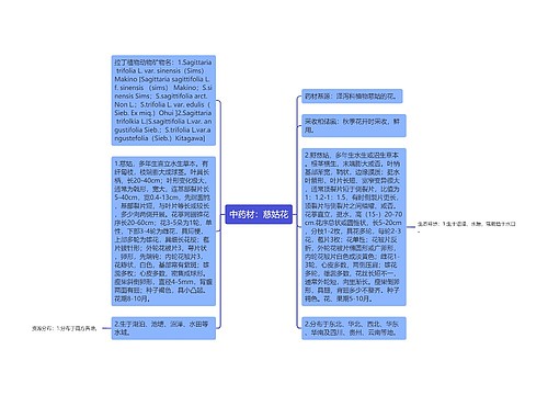 中药材：慈姑花