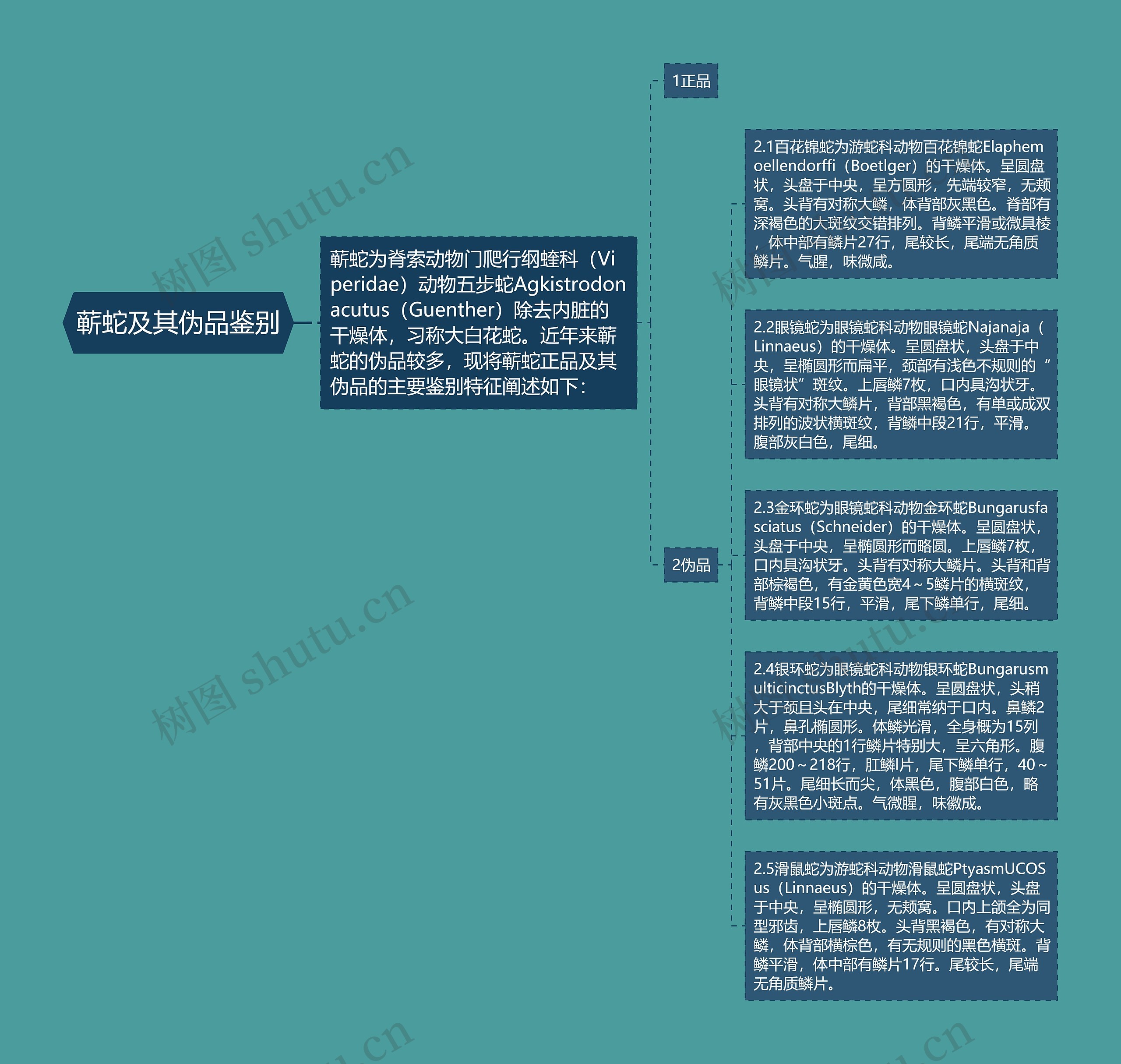 蕲蛇及其伪品鉴别思维导图