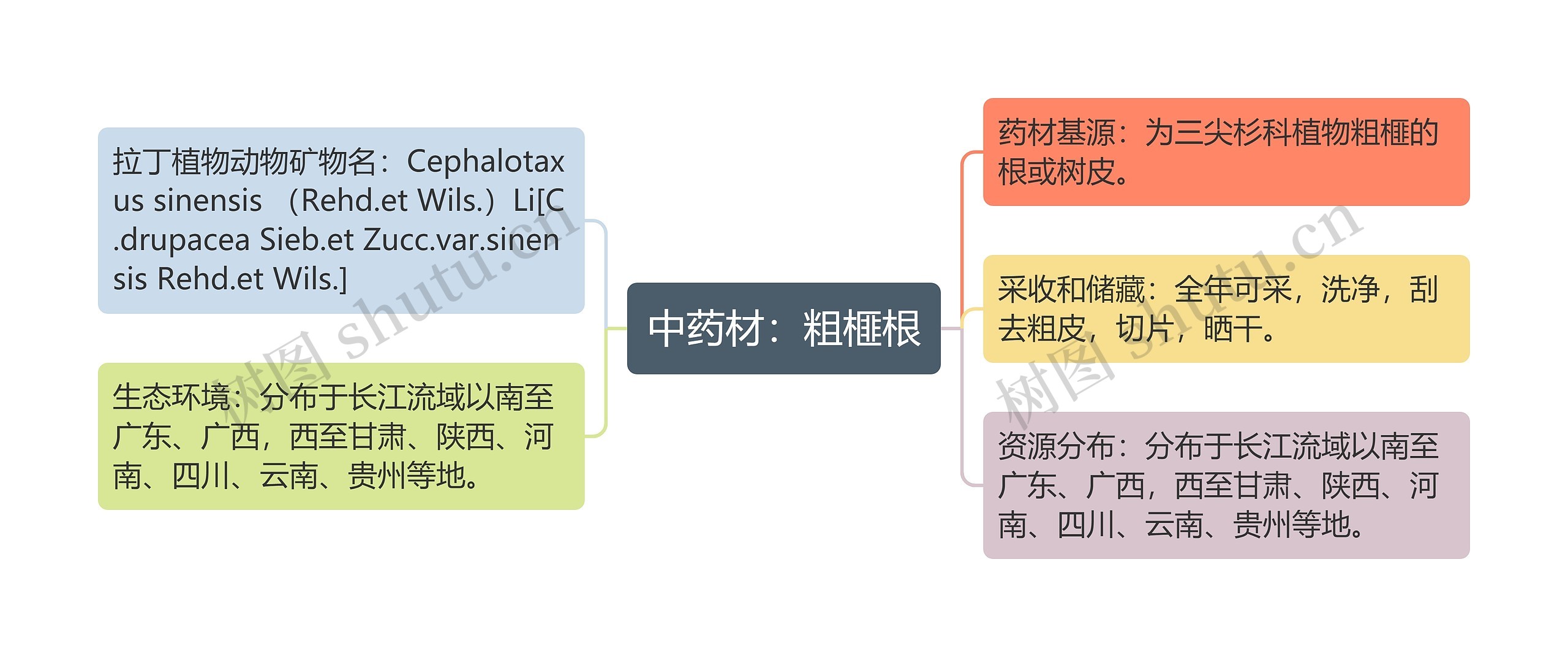 中药材：粗榧根思维导图