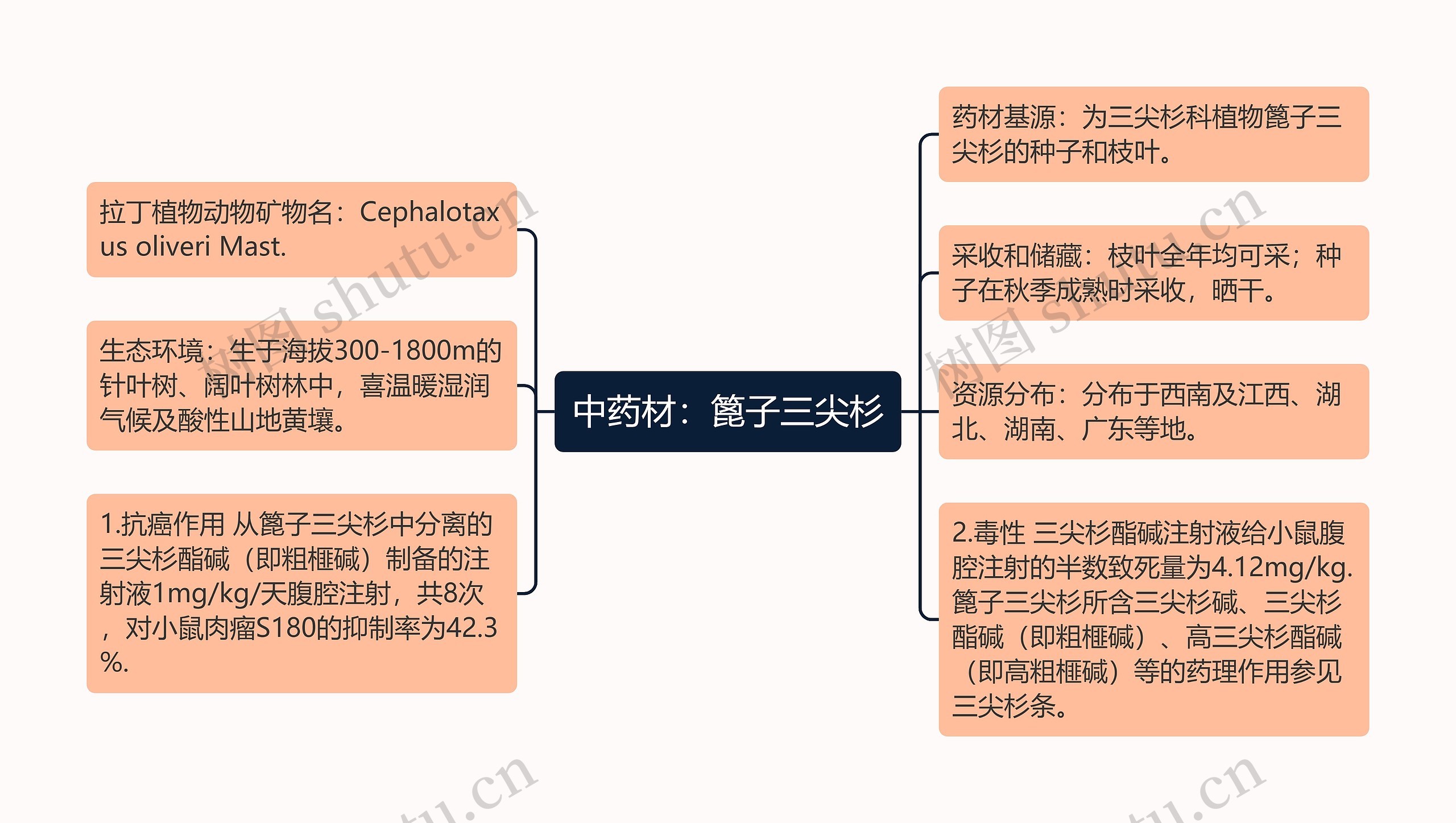 中药材：篦子三尖杉思维导图