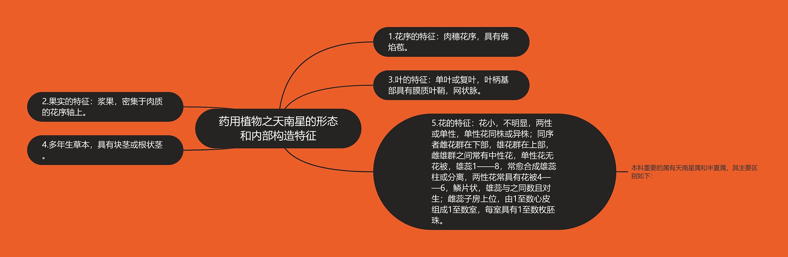 药用植物之天南星的形态和内部构造特征 药用植物之天南星的形态和内部构造特征