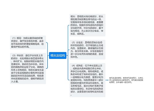 根尖及结构