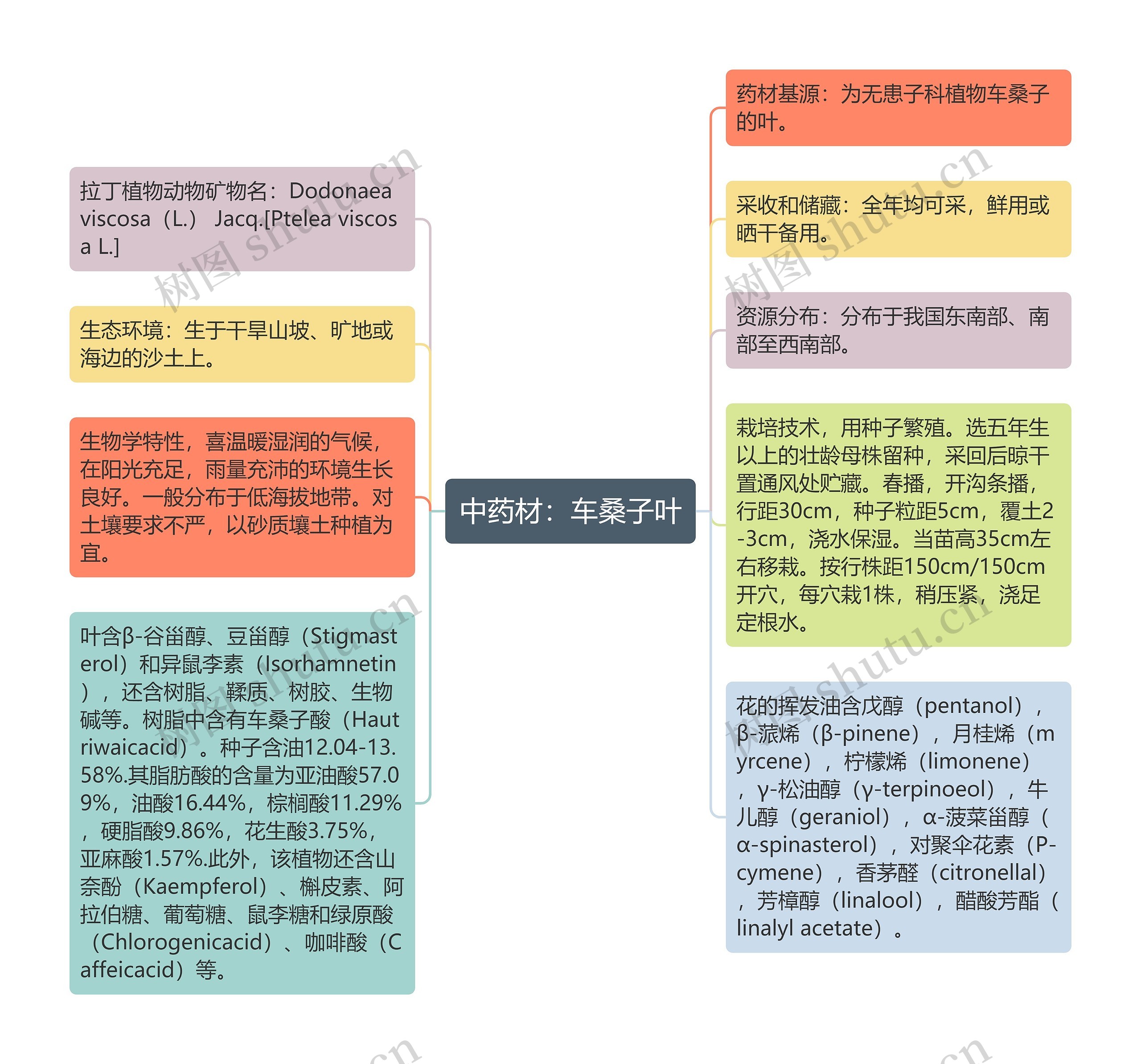 中药材：车桑子叶思维导图